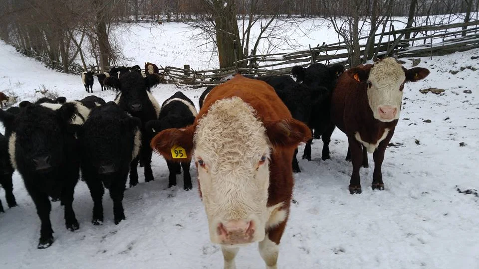 cow.jpg