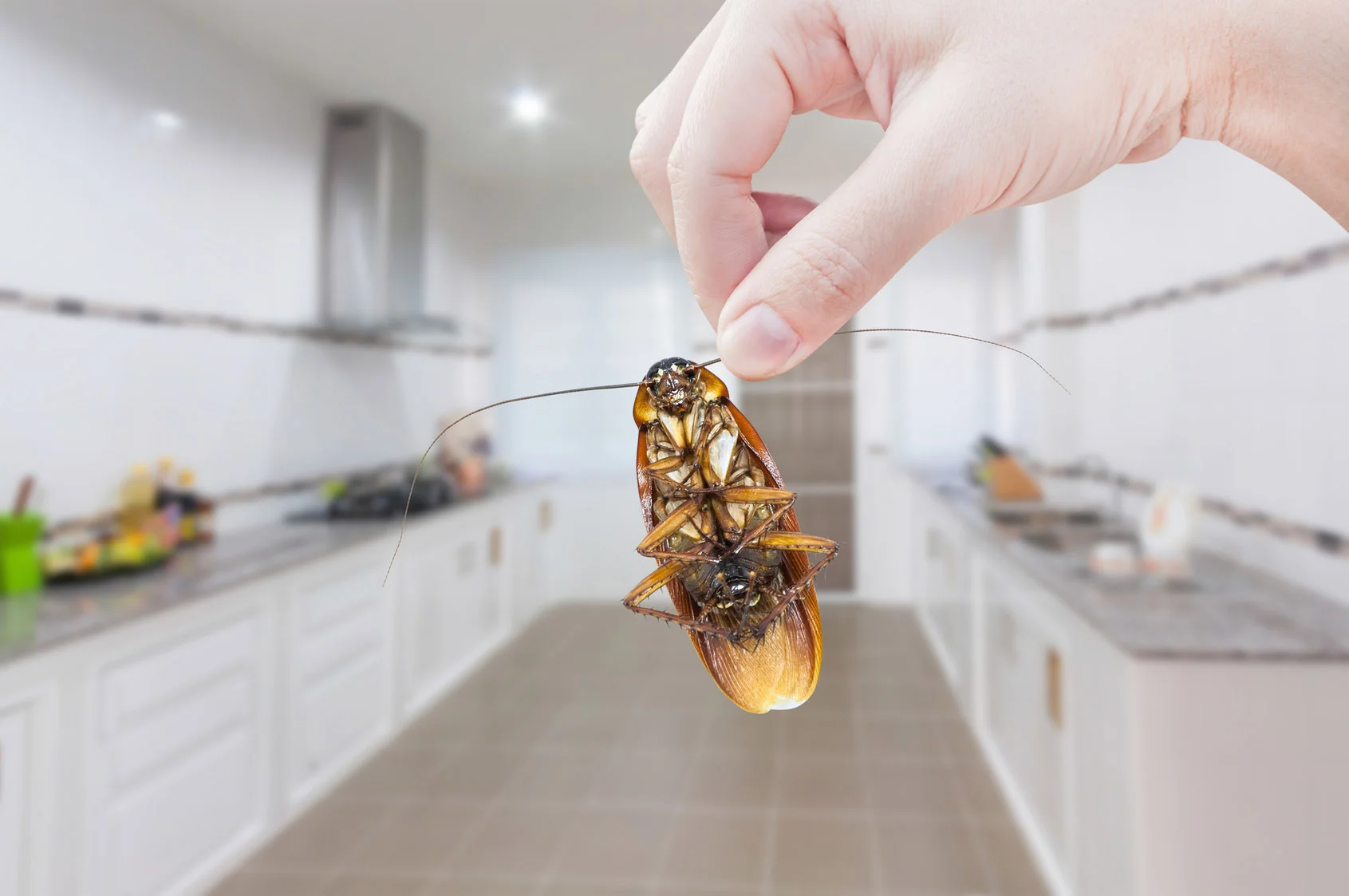 Fotolia_116342345_Cockroachkitchen.jpg