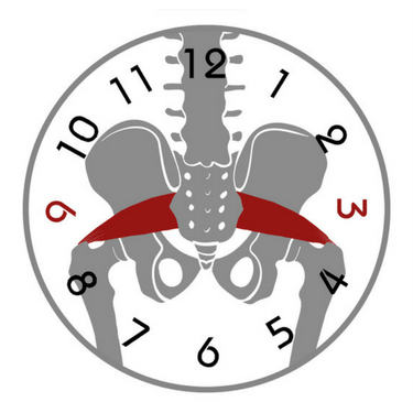 PIRIFORMIS 7375 x 375.png