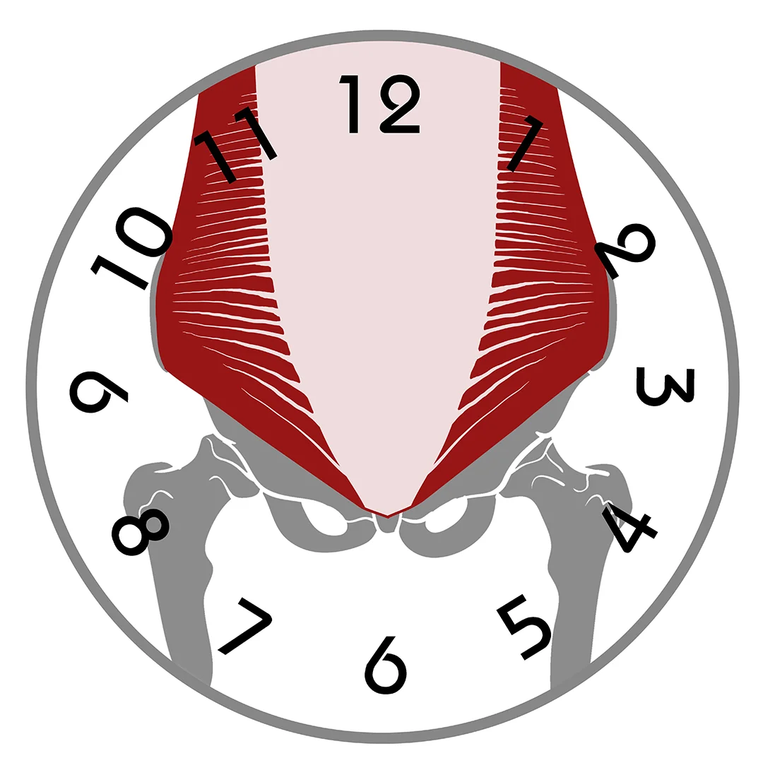 Transversus Abdominis