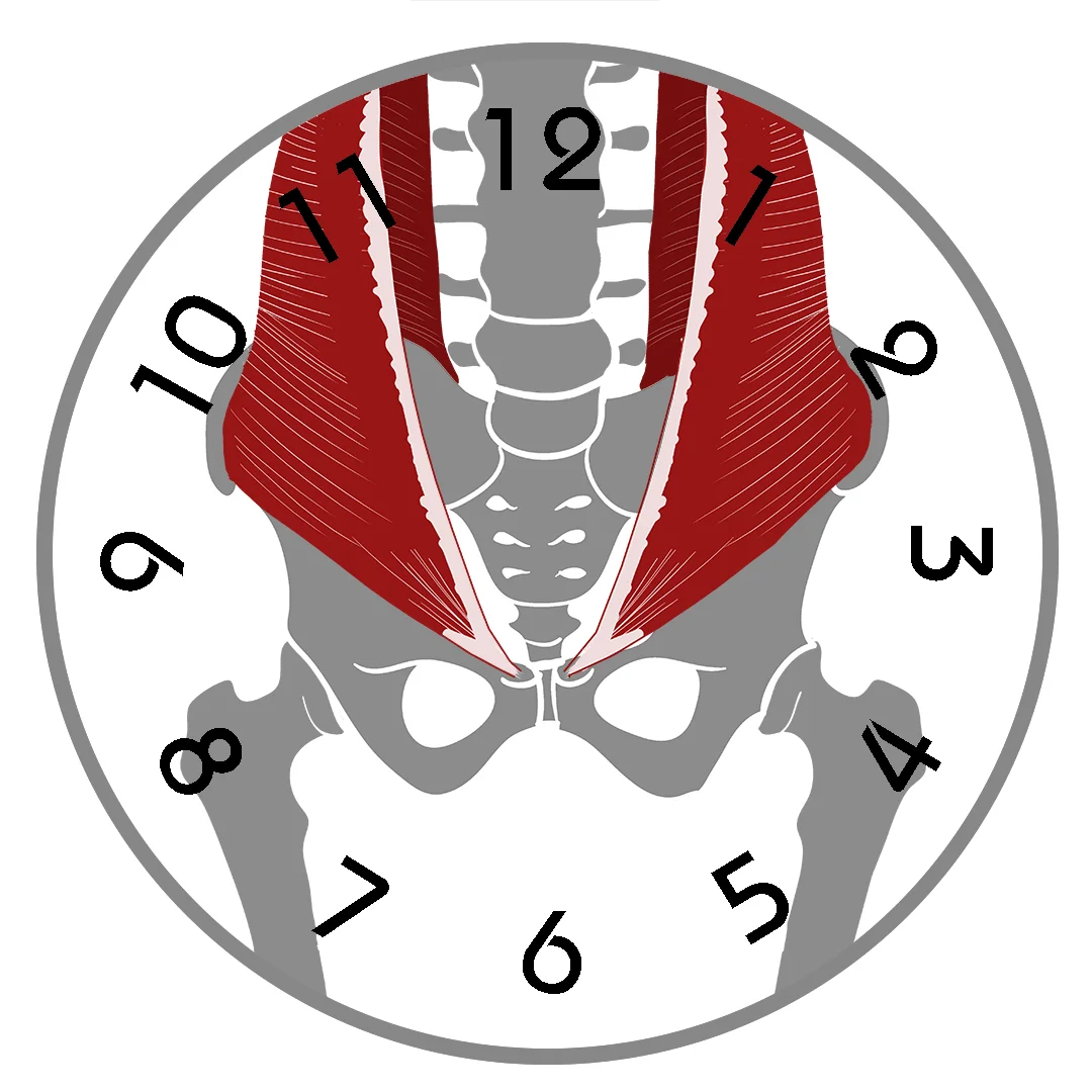 External Obliques