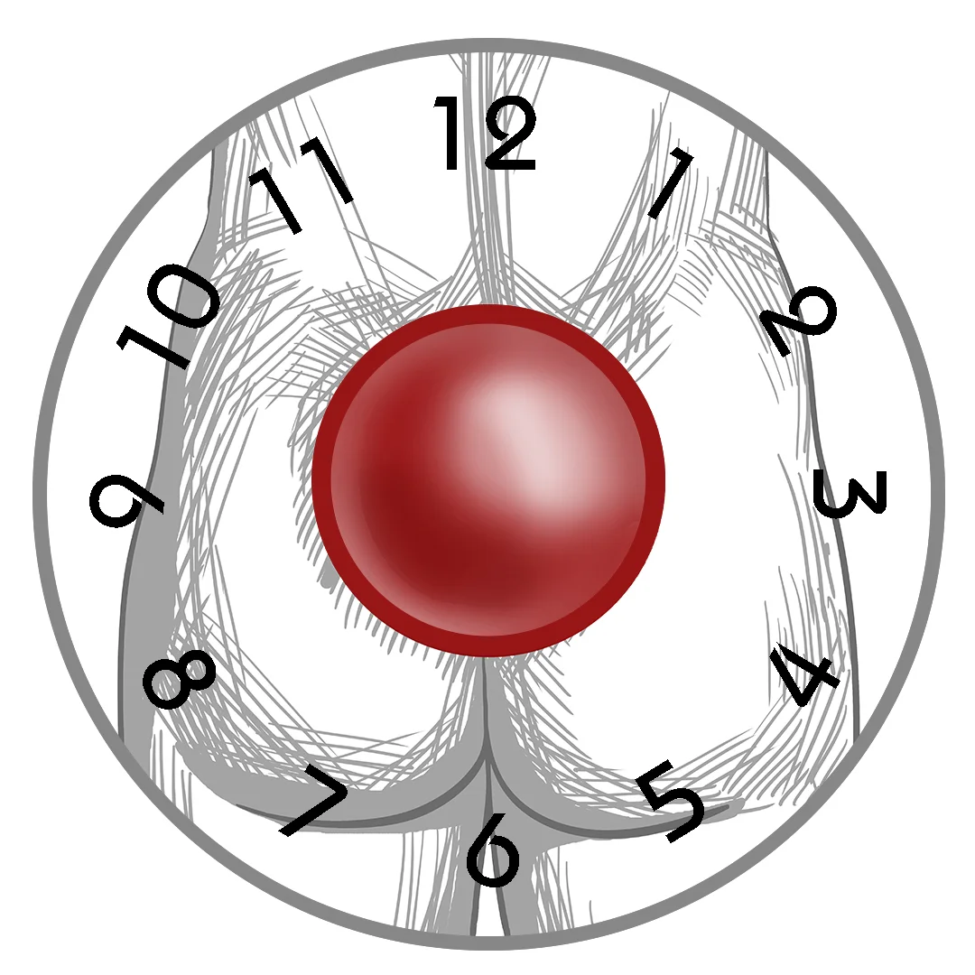 Pelvic Clock.jpg