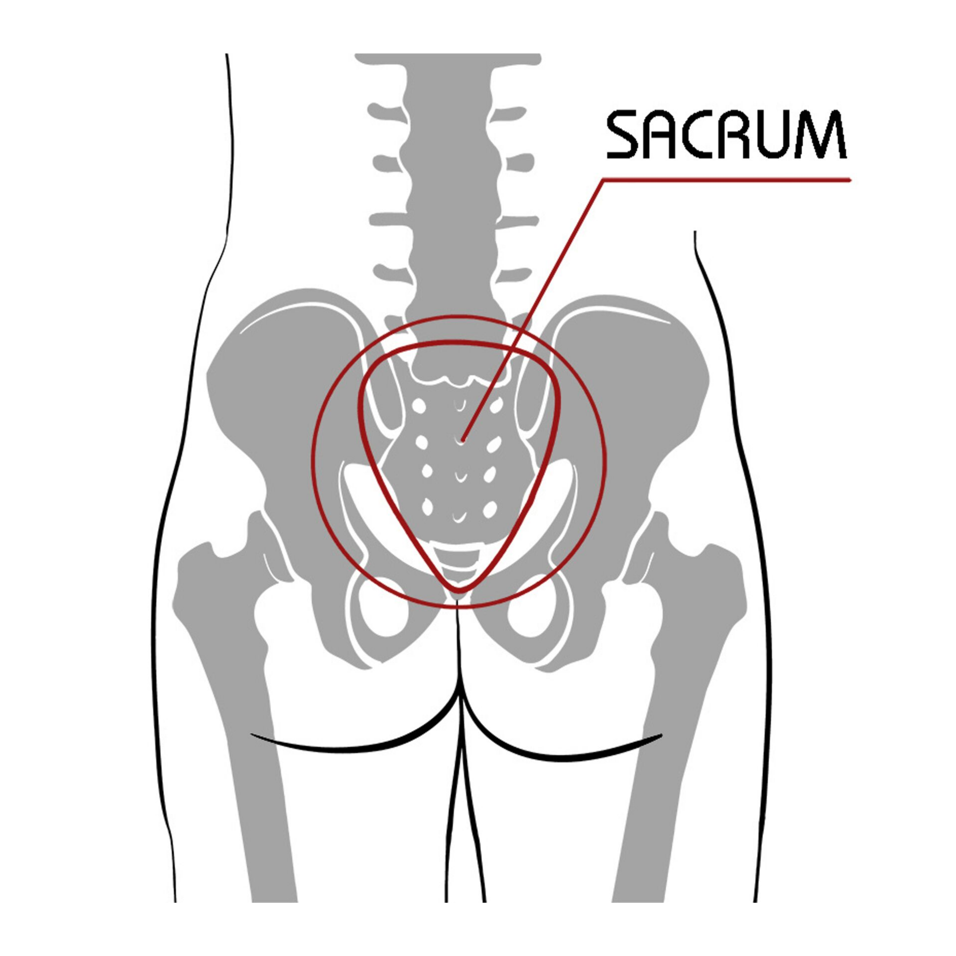 Sacrum.png
