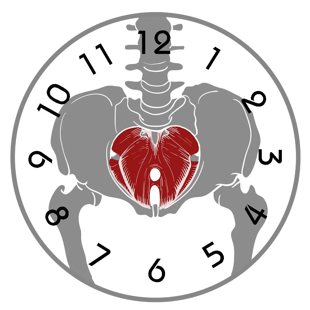 Pelvic Clock® Exercise Device For Chronic Hip & Lower Back Pain Relief : Buy Online At Best Price In KSA - Souq Is Now