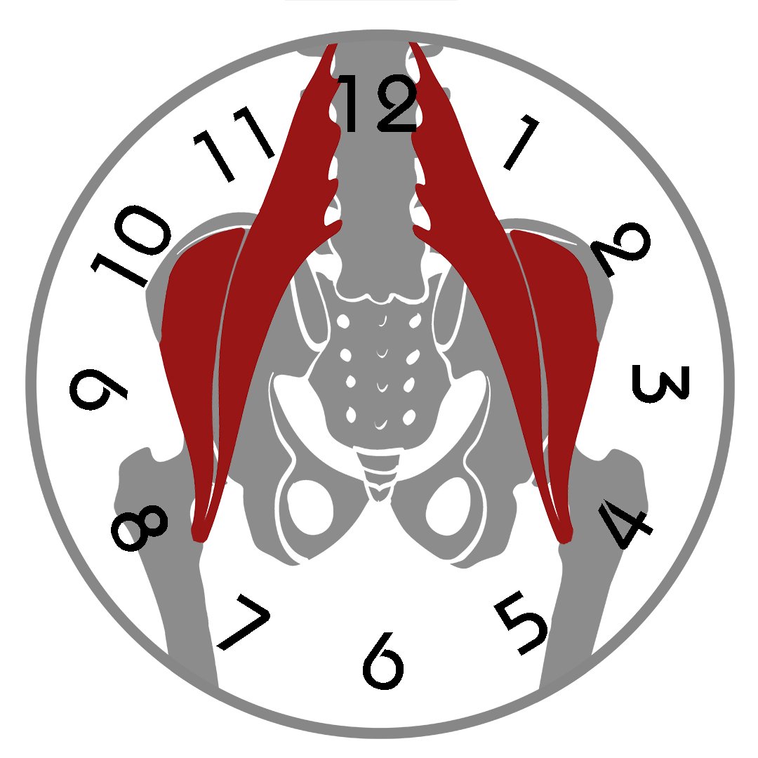 Iliopsoas- Hip Flexor