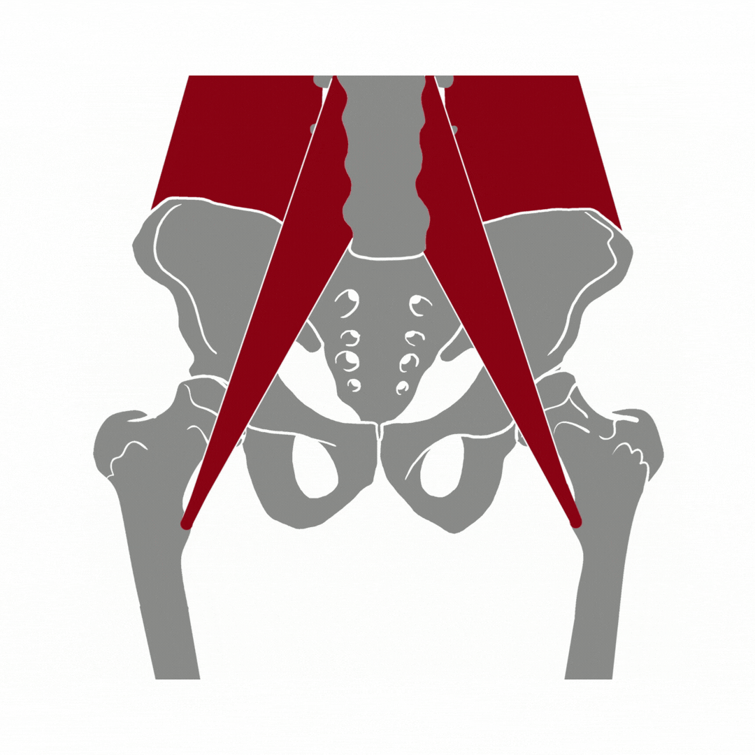TWISTED PELVIS small.gif