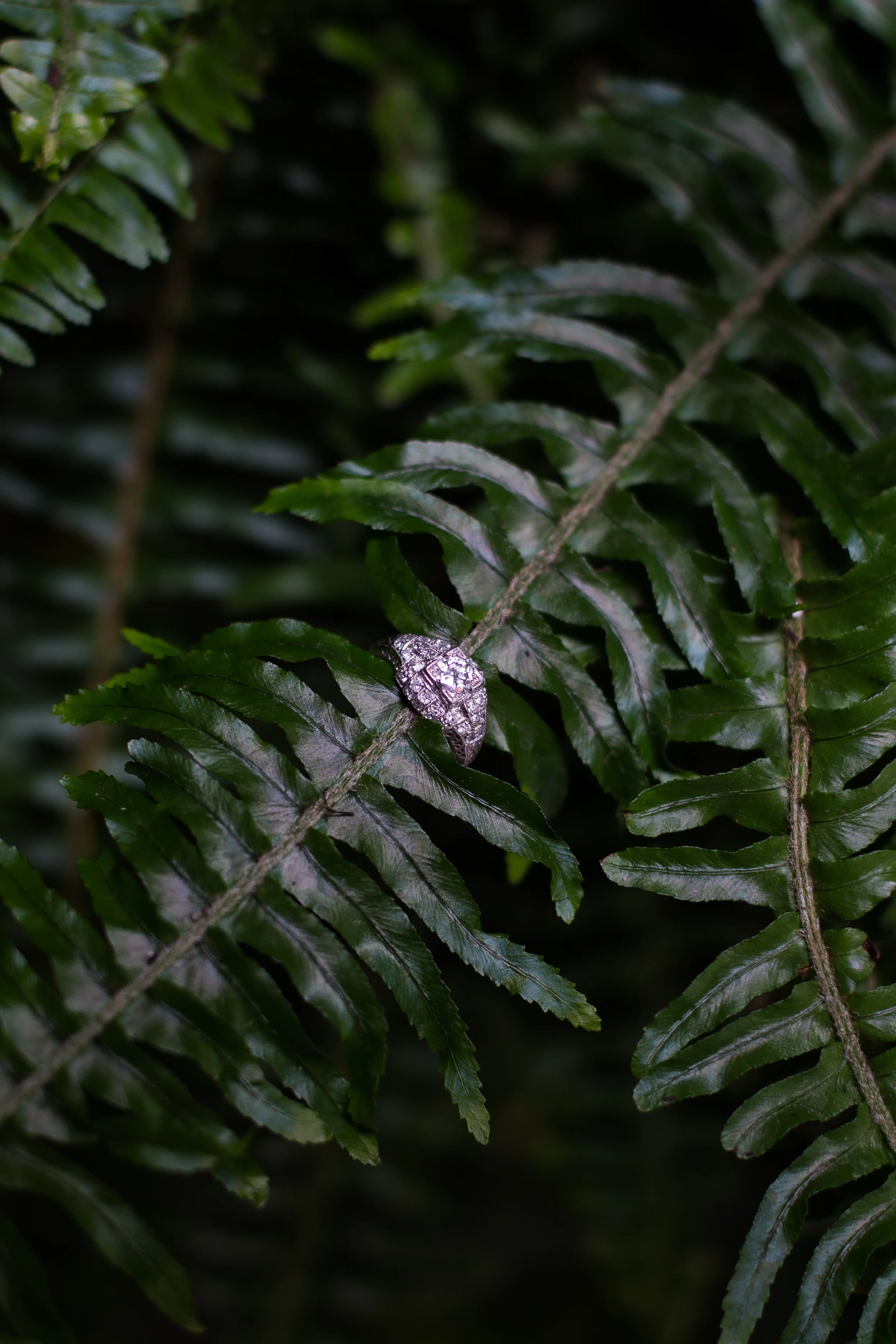 CTP-junglestyledshoot-10.jpg