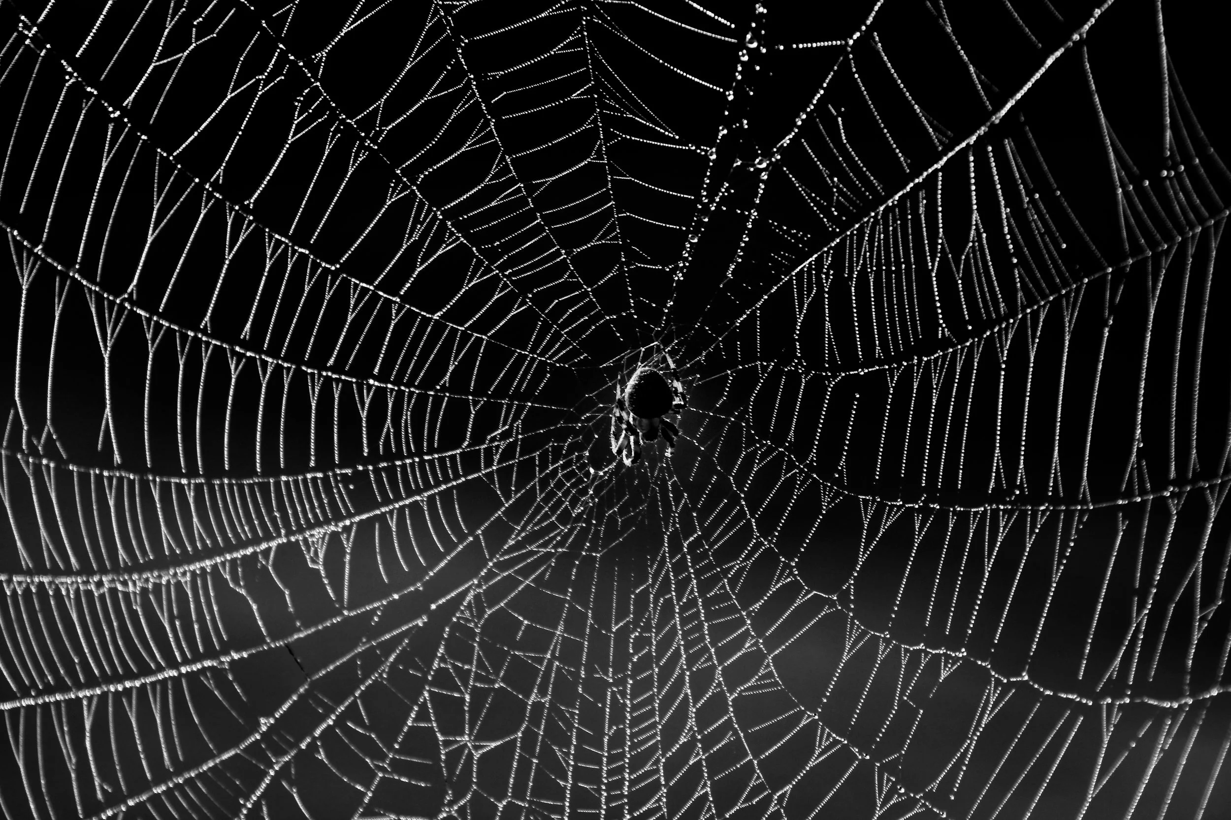 Shimmering Web