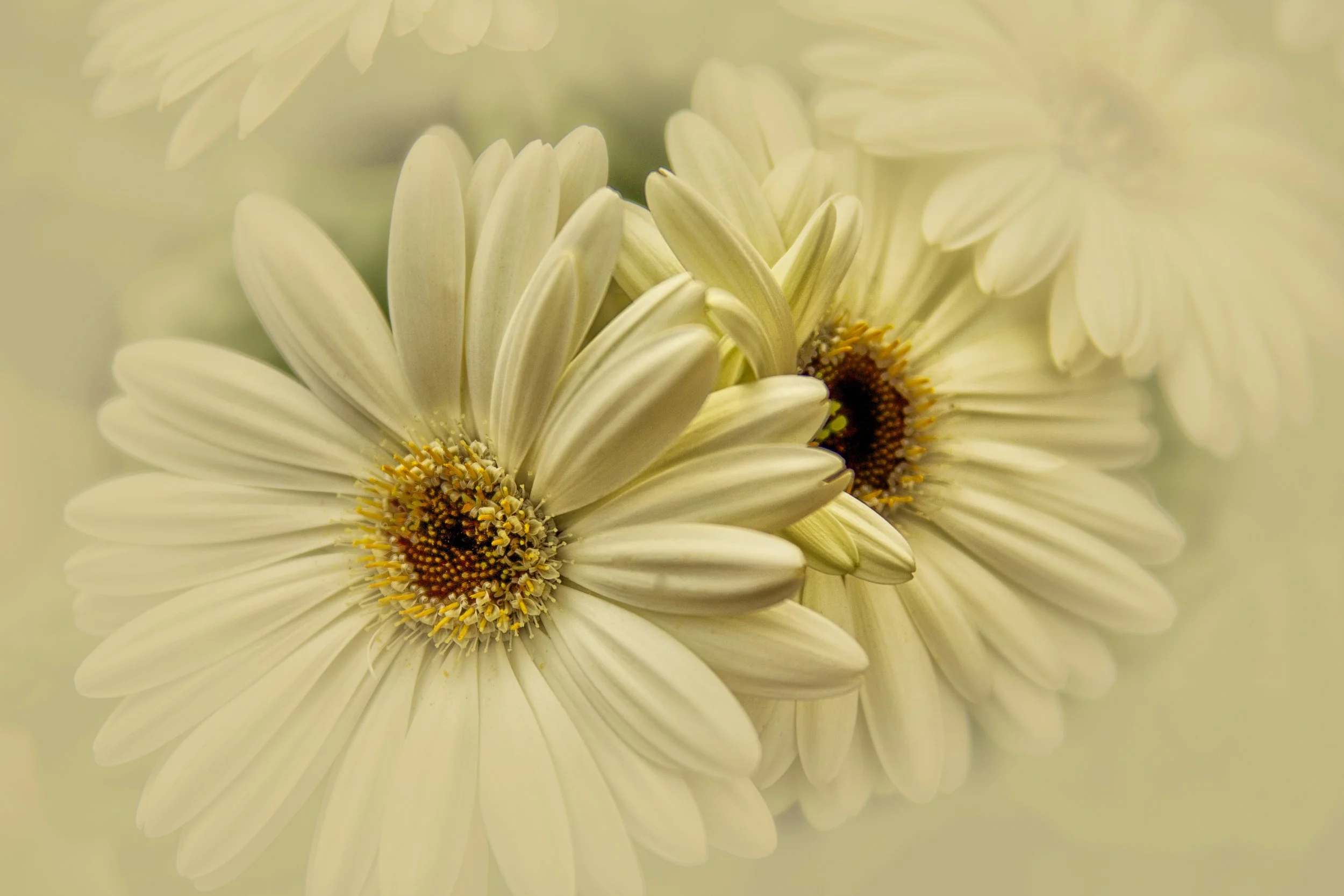 White Daisy