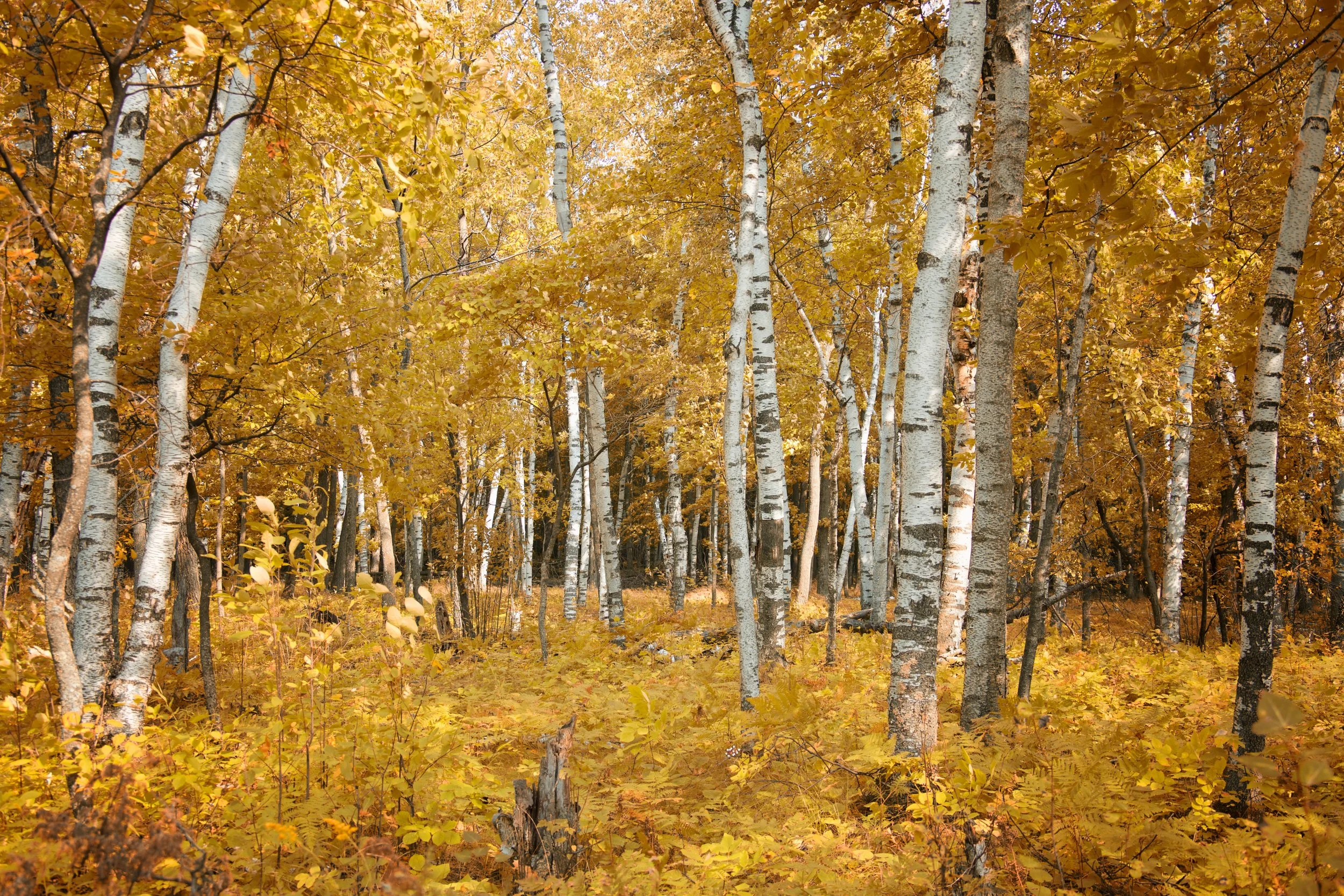 Golden Birch