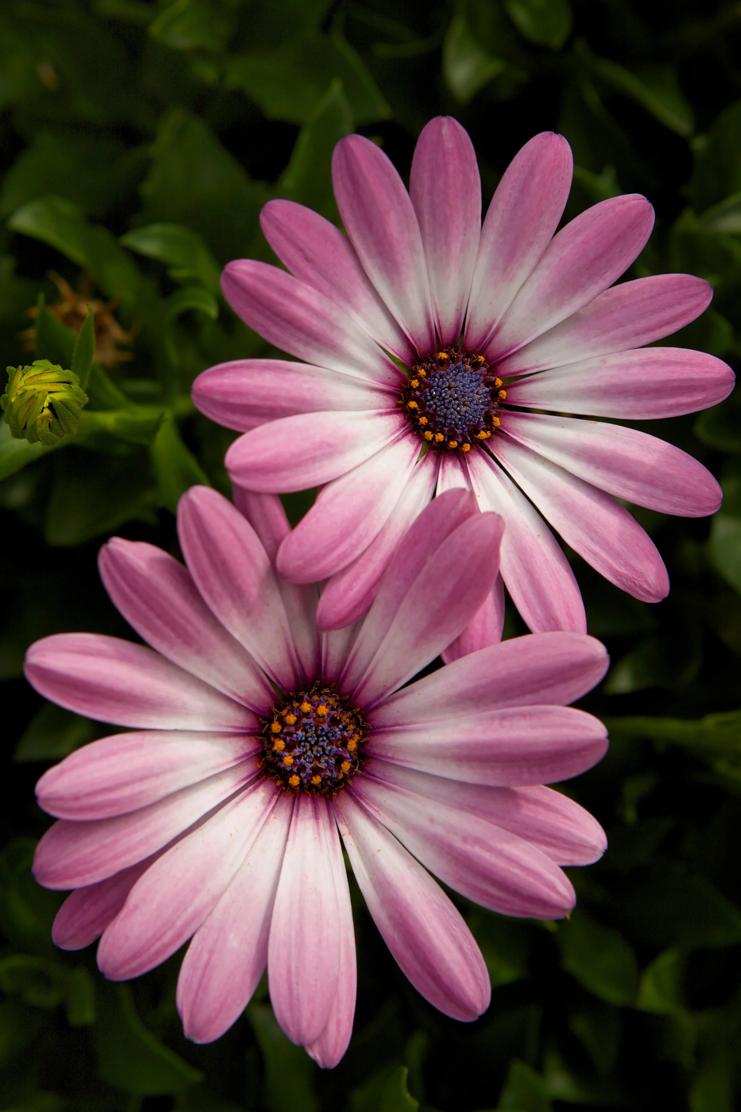 Purple Daisy