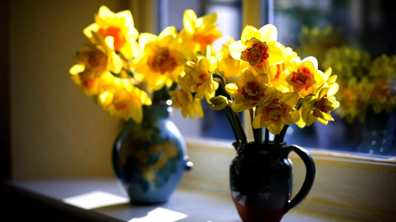 flower-daffodil-daffodils-vases-spring-narcissus-window-desktop-rose-wallpaper-1366x768.jpg