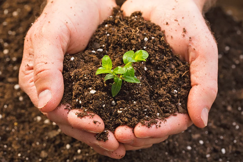 SOIL.jpg