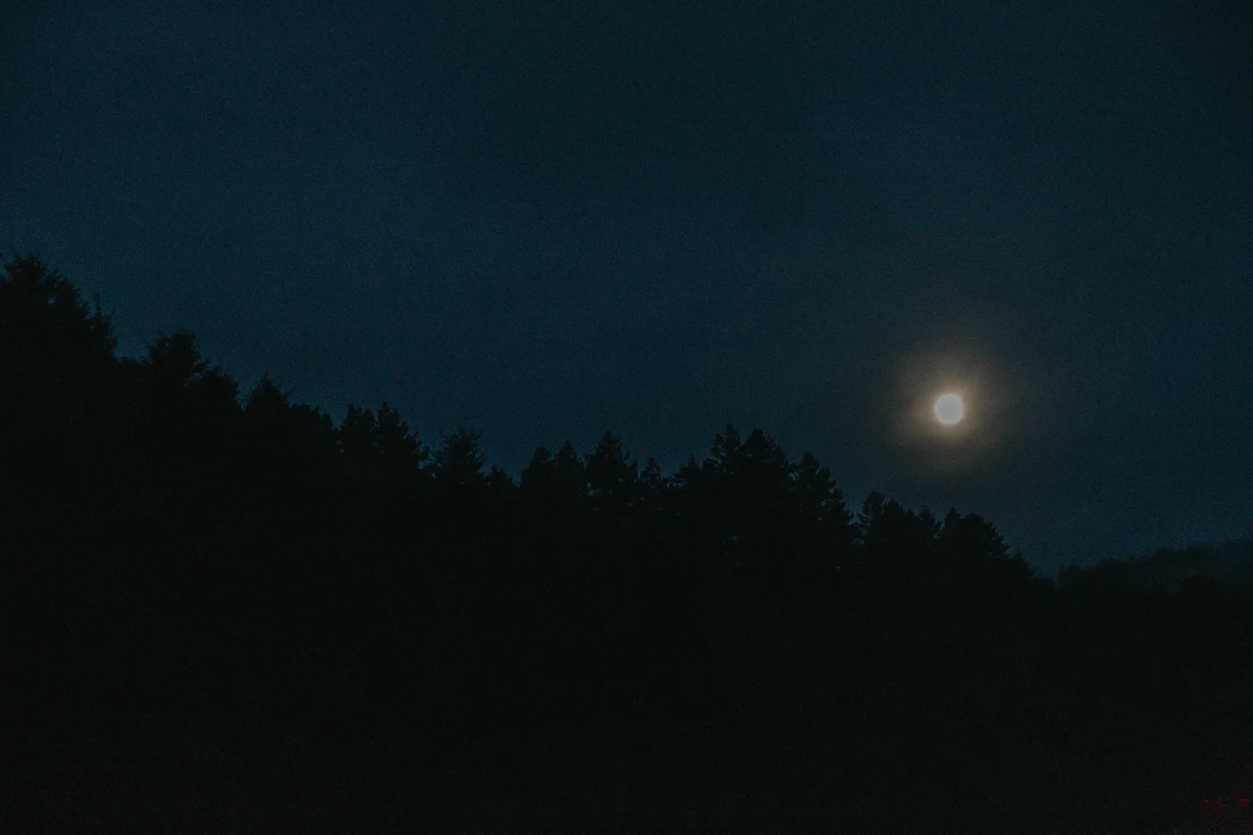 Freda Banks_Tess + Fede_Engagement_2019_371.jpg