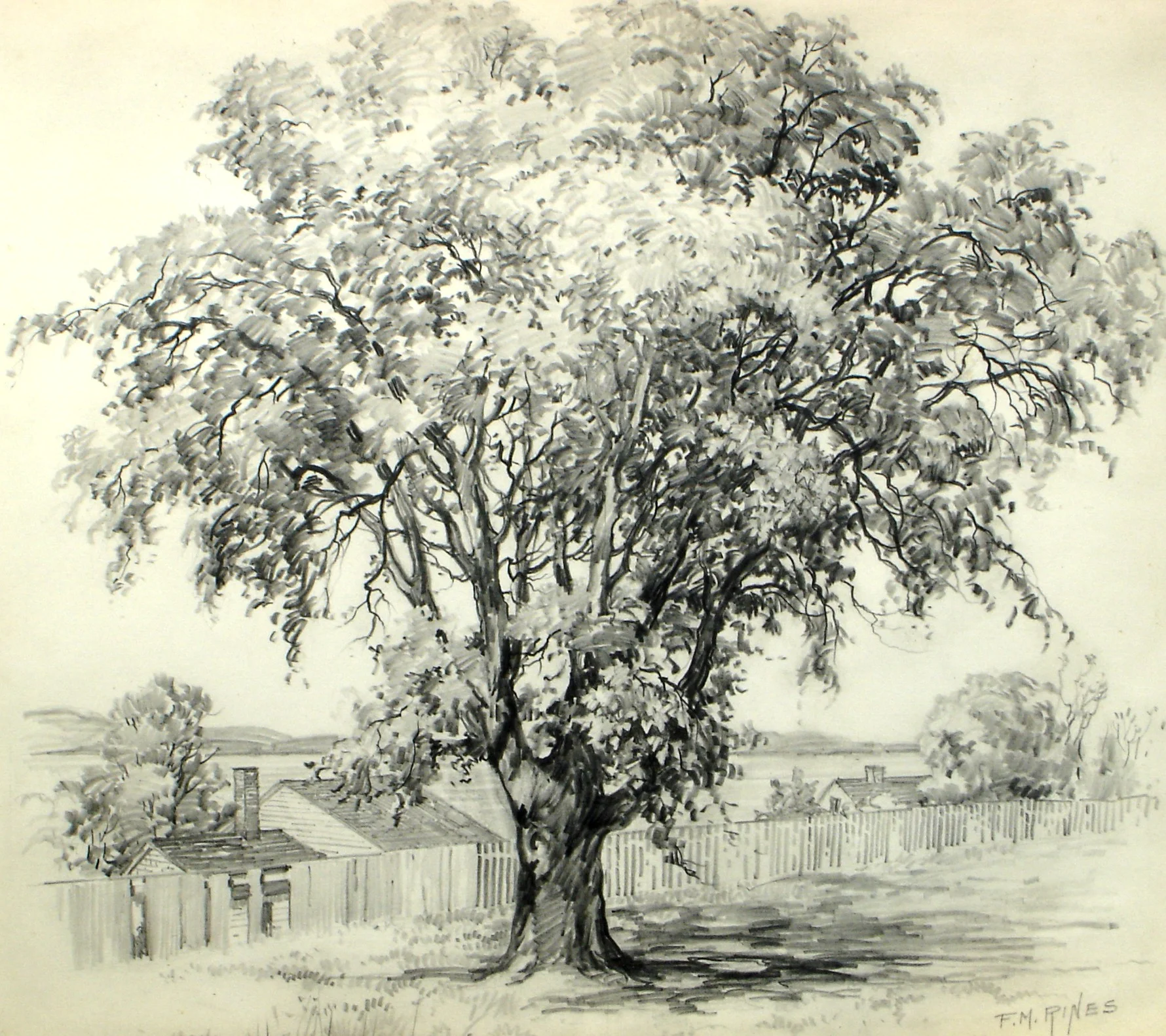 Giant Elm