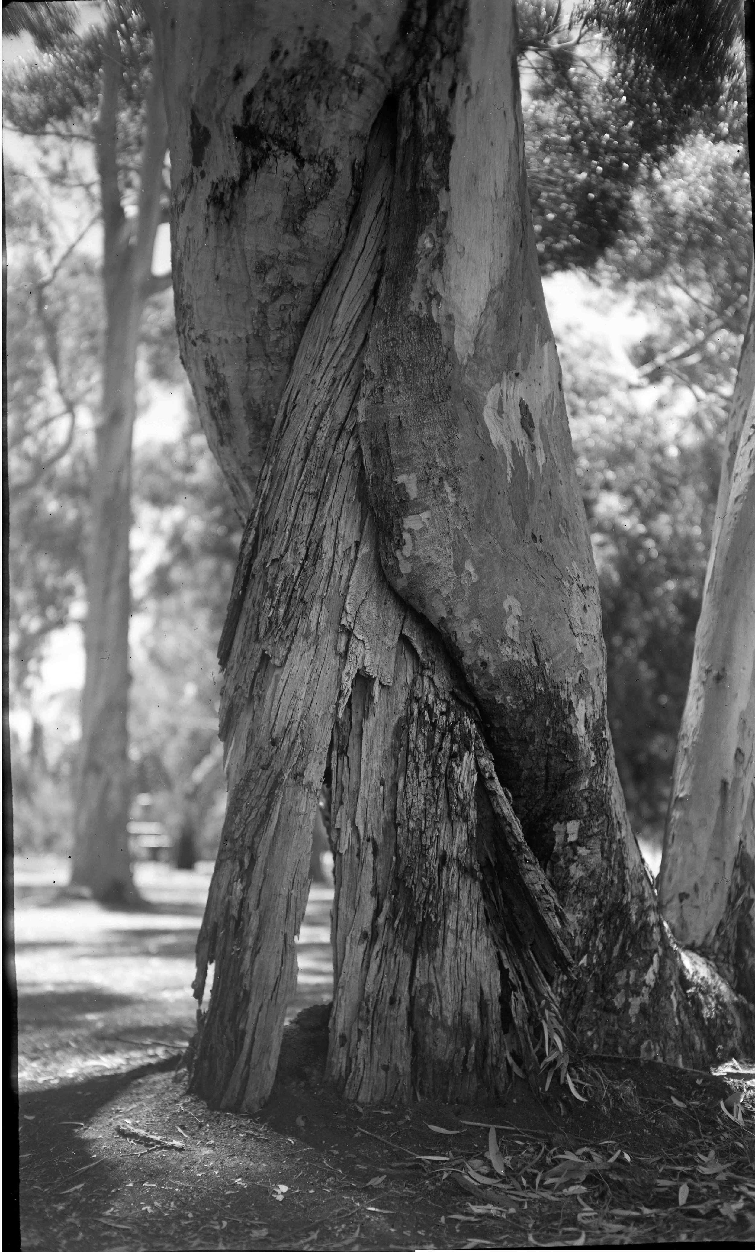 Dearman Tree Portrait 02 2022 24 dec 01.jpg