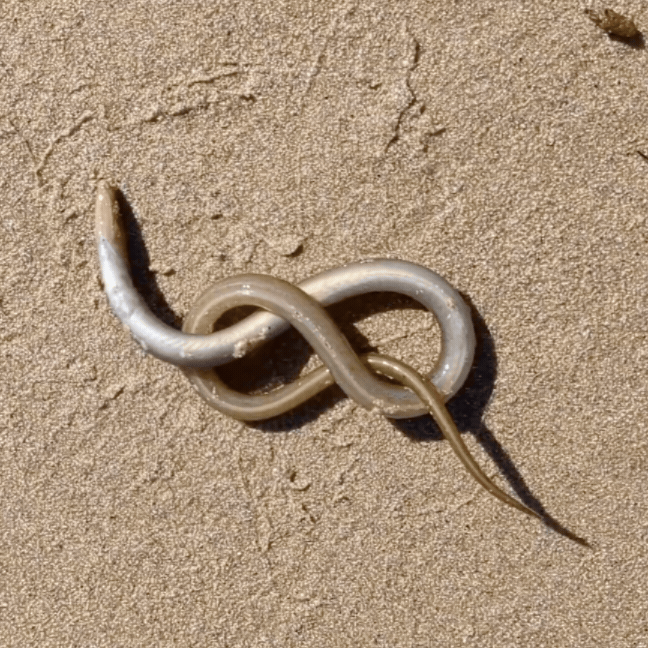 FORUM: Our coast - creativity, responsibility and response