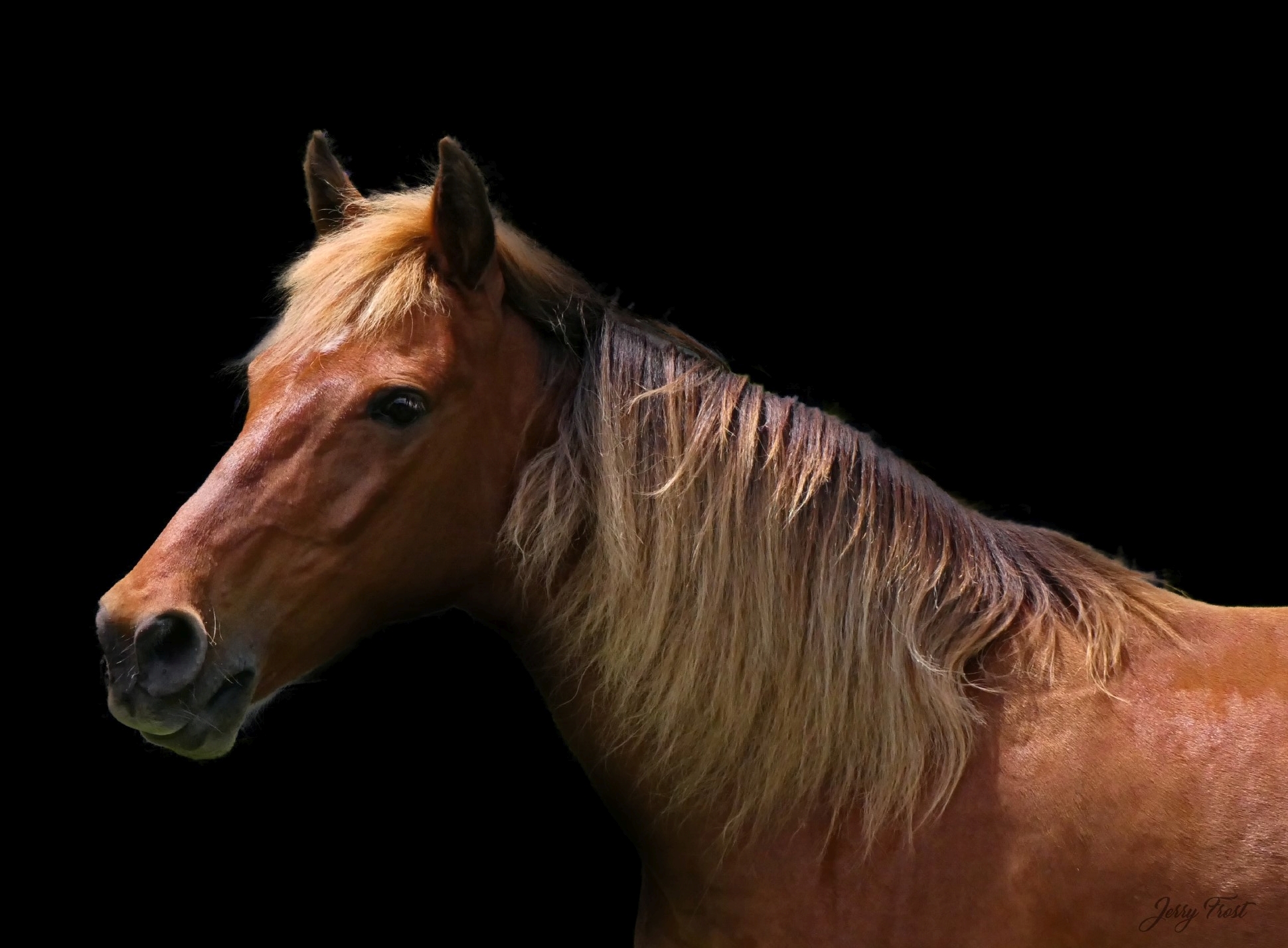 Horse 4 by Jerry Frost.jpg