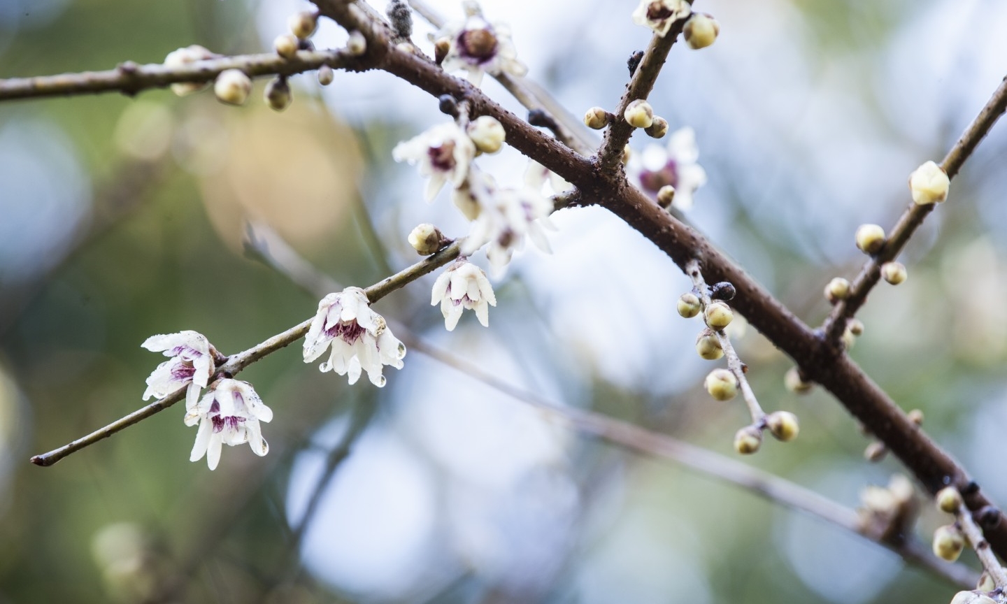 Winter sweet flower discount
