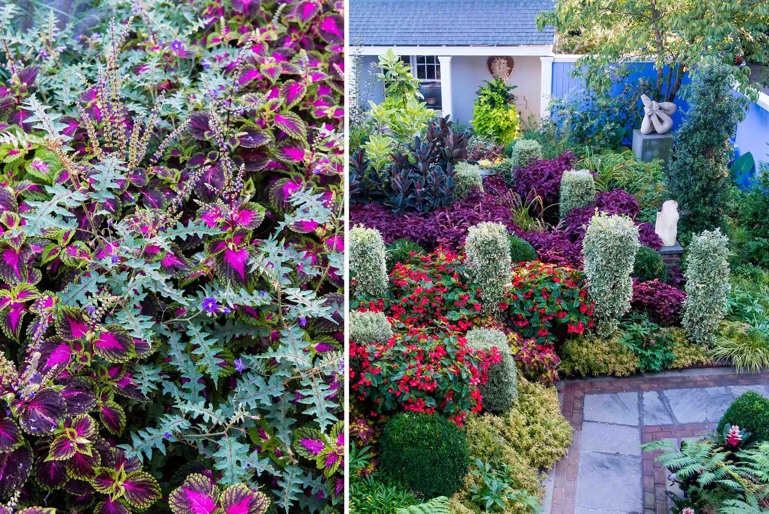 A collection of unique coleus are framed by architectural plantings, which give the space form, structure, and meaning.