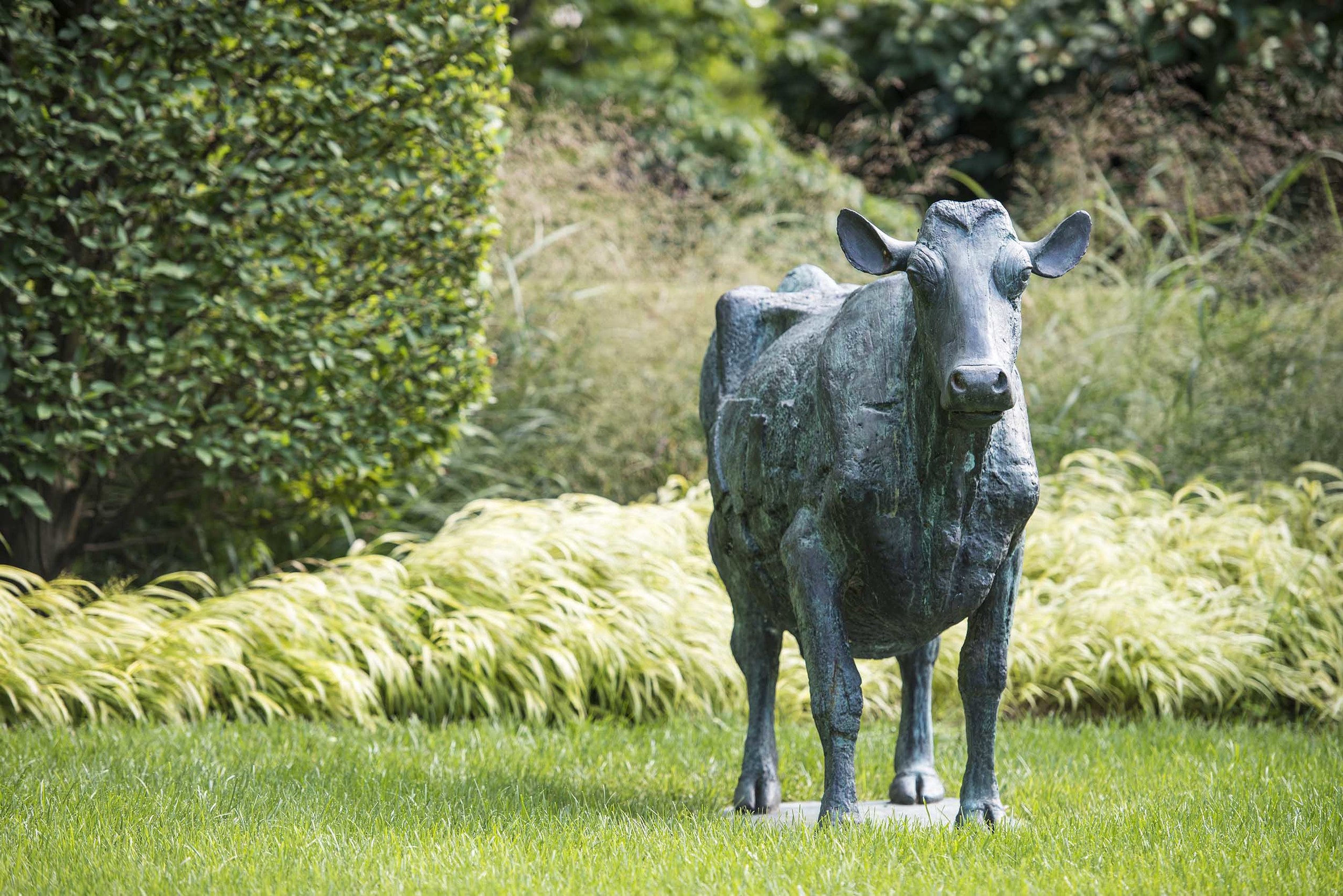 Daisy the Cow at the Mountsier Estate this year. (Photography by Derek Reeves)
