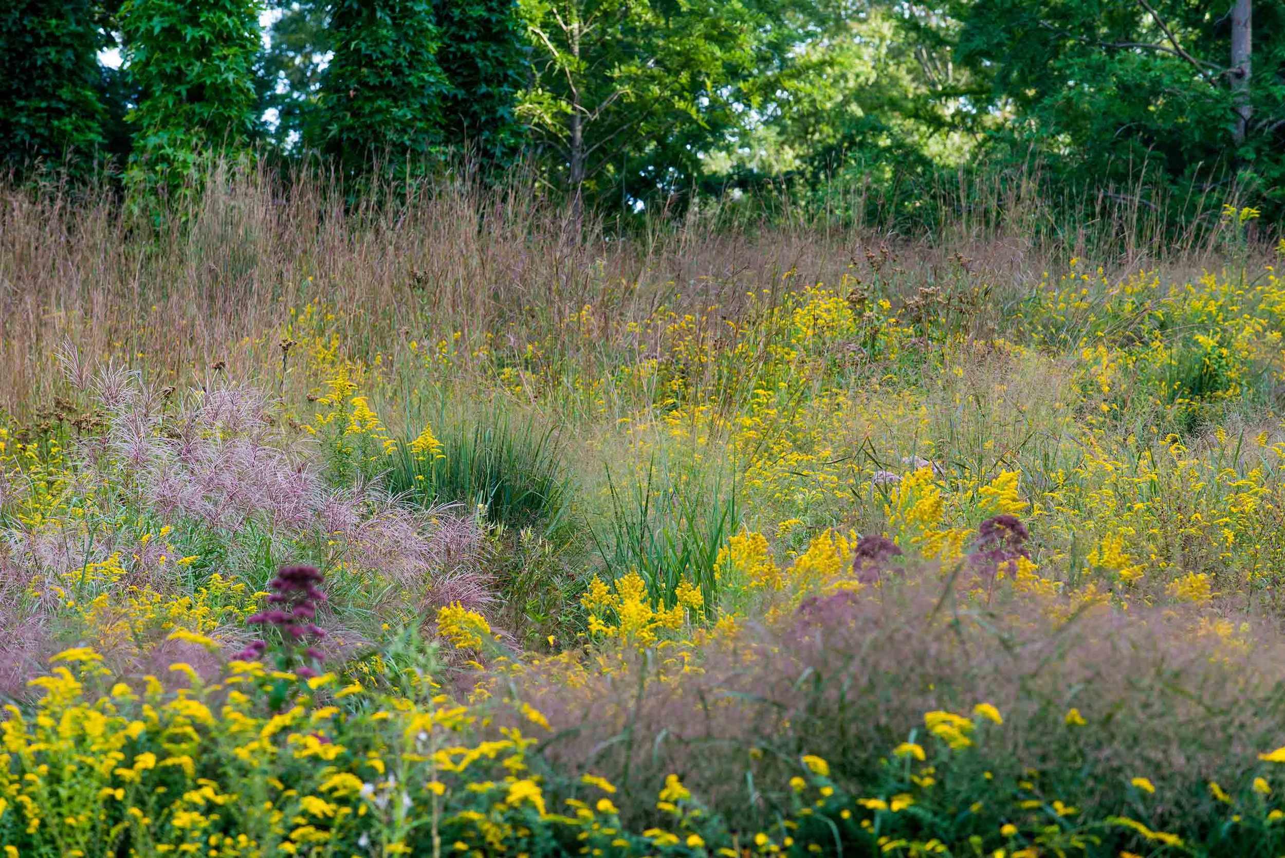 Meadow planting at InSitu in Redding, Connecticut.