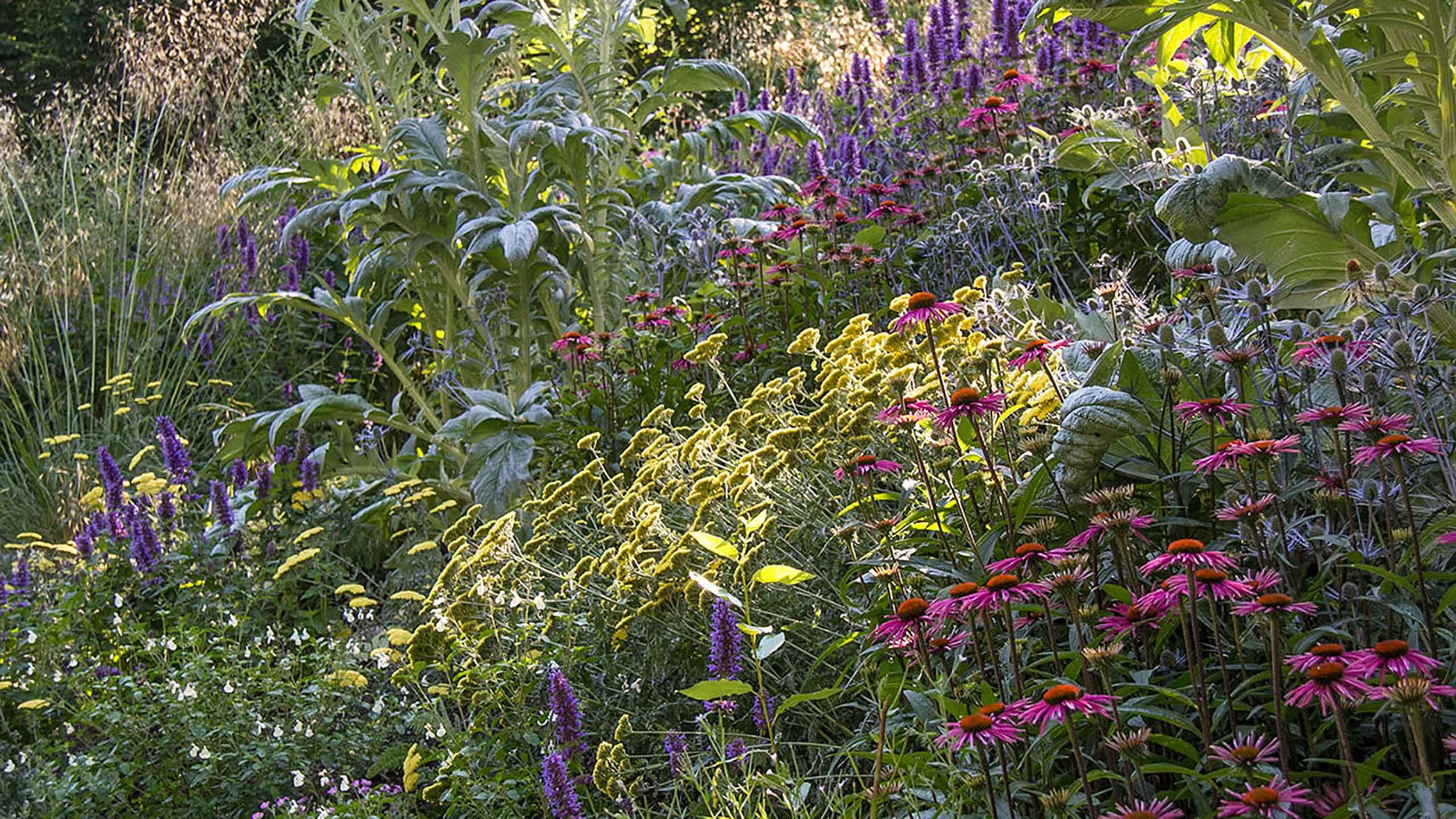 My garden on Bainbridge Island, Washington.