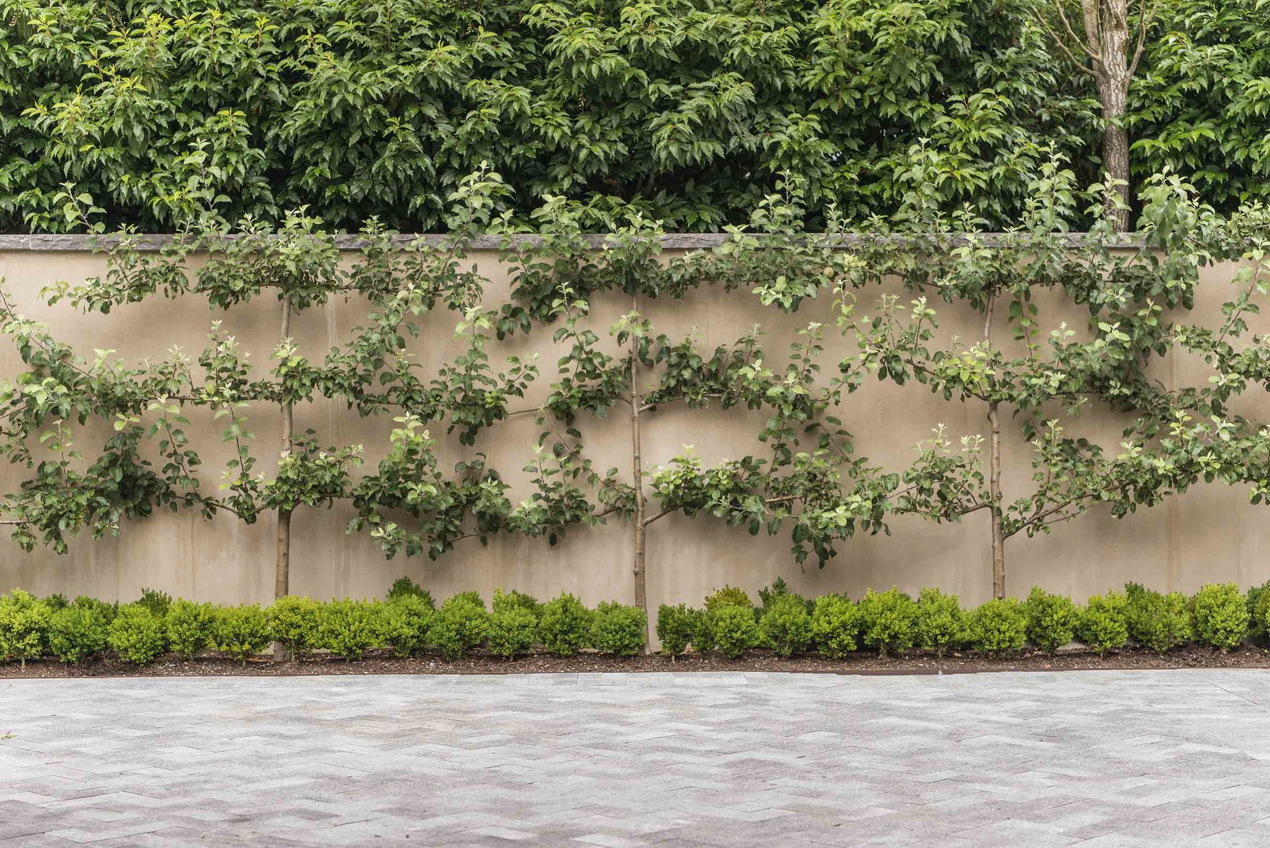 Espalier in Bellevue, Washington.