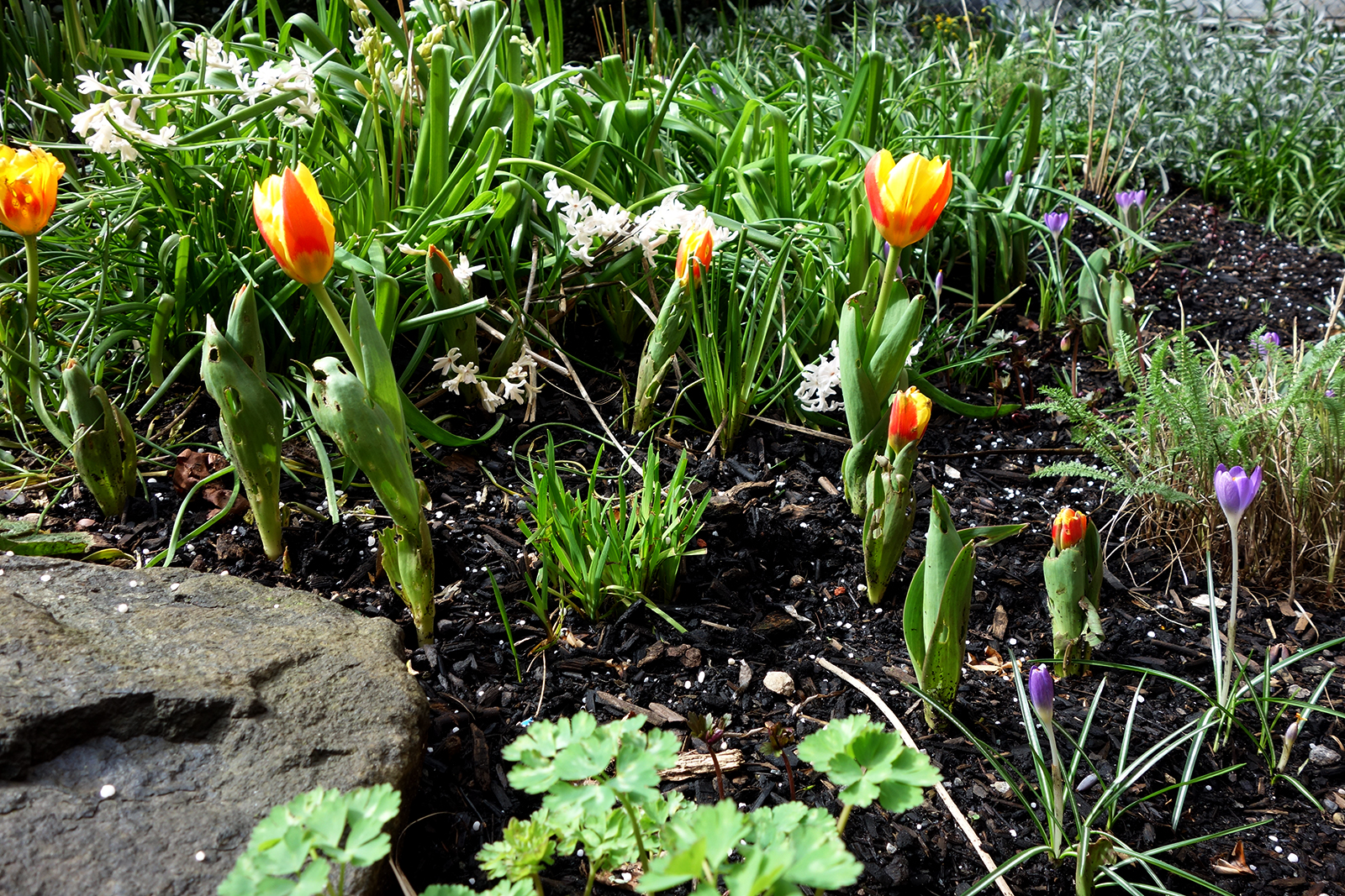 We are currently waiting for all our tulips (in Land Morphology orange!) to push their heads further out of the ground.
