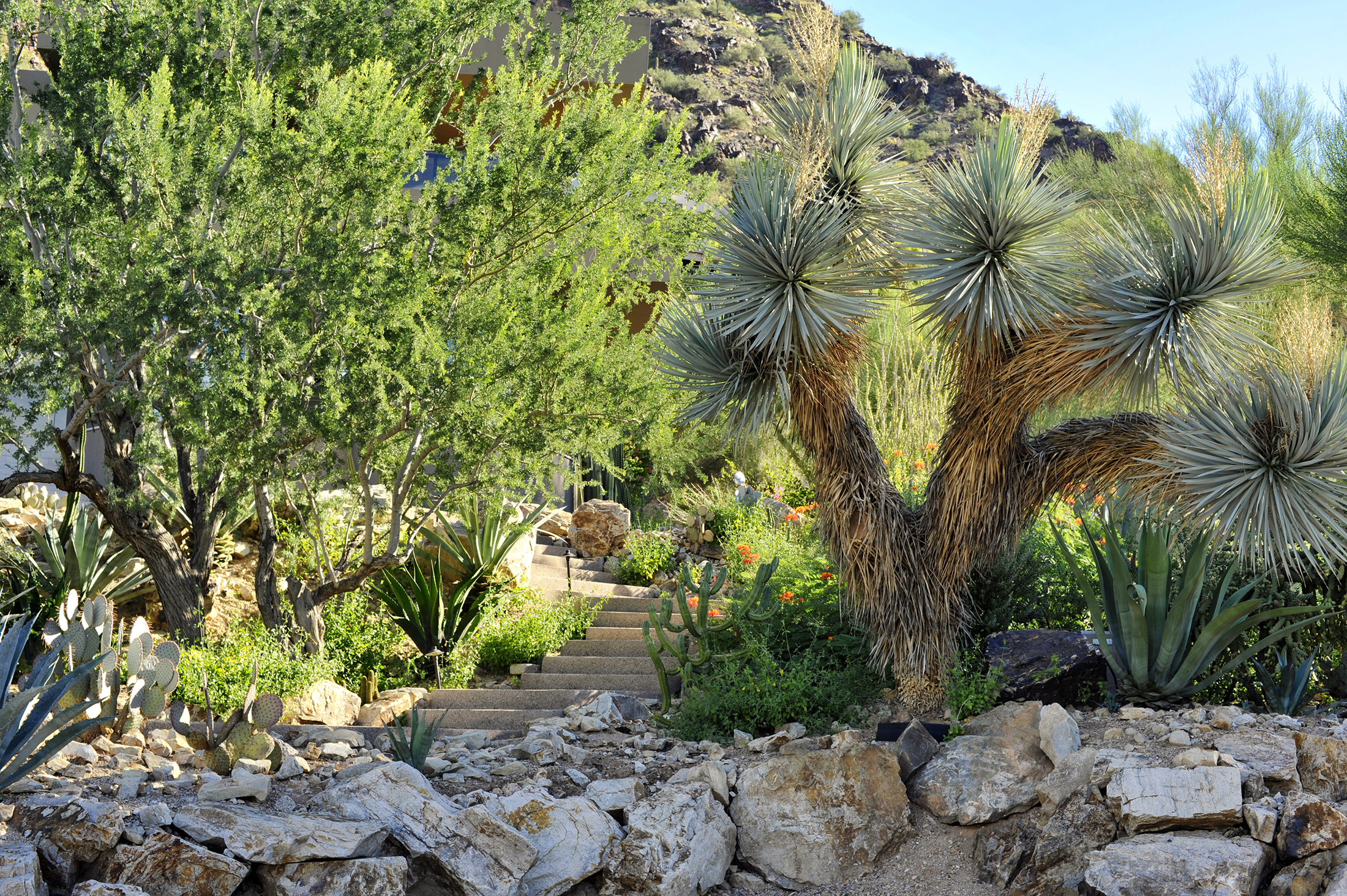 My friend Steve Martino designed this Phoenix garden where Parkinsonia microphylla and an Agave sislana stand sentinel. 