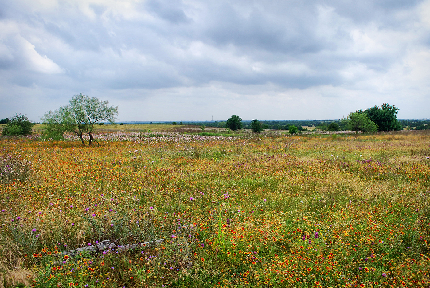 Mike Williams has been working on the Simpson Prairie for 20 years, gradually introducing plants and composing a striking landscape. Scarlet and yellow gaillardias are prominently featured in the meadown near Crawford, Texas.