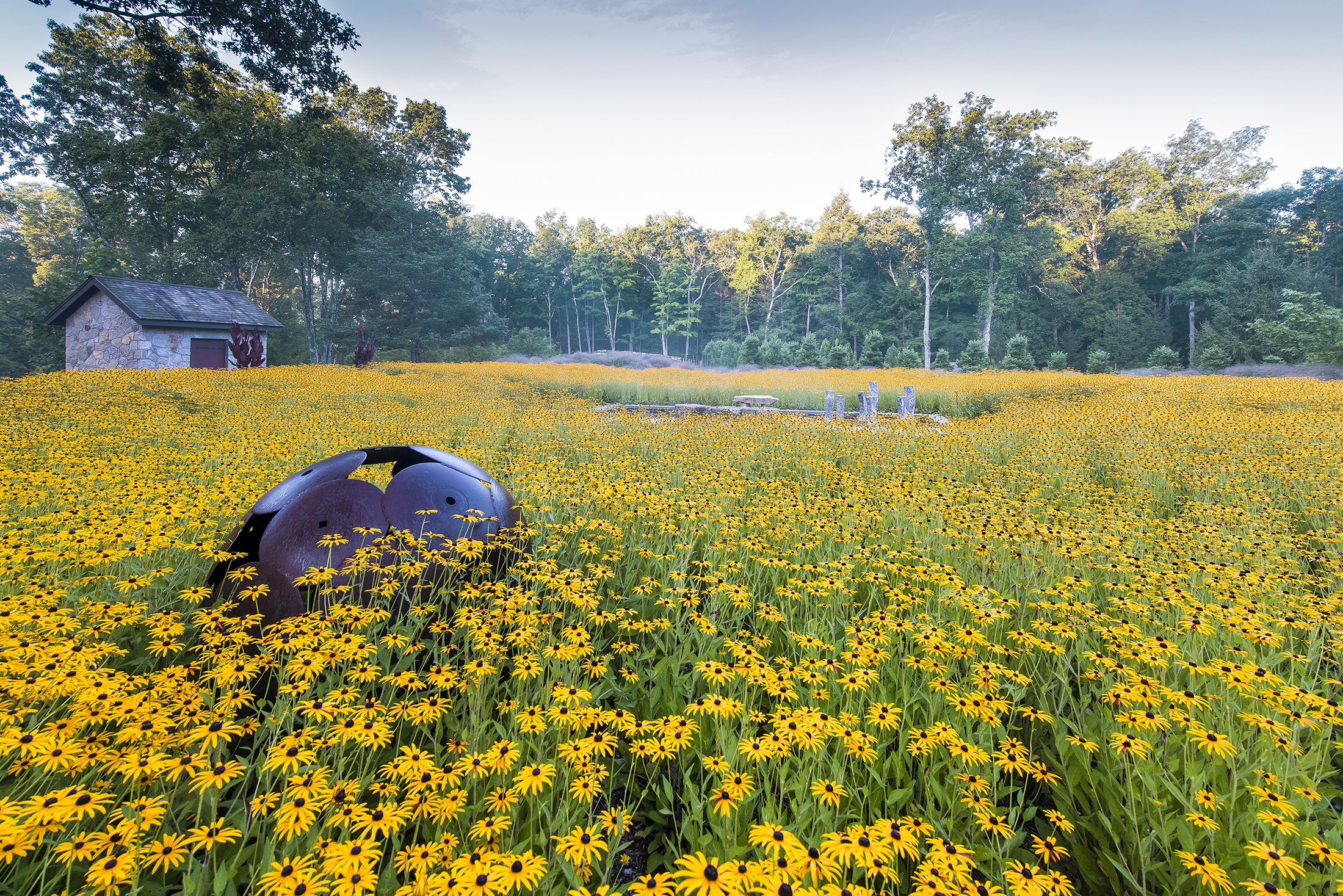 Land Morphology designed the monocultural meadow of Rudbeckia fulgiva var. deamii at In Situ (Connecticut) for visual impact. Photo by Rob Cardillo.