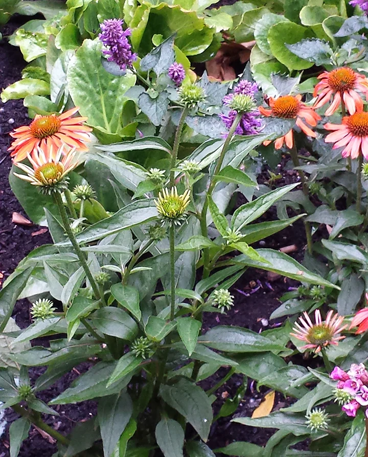Newly planted Echinacea ‘Balsomador’ Sombrero Adobe Orange on the Pike St. Hill Climb