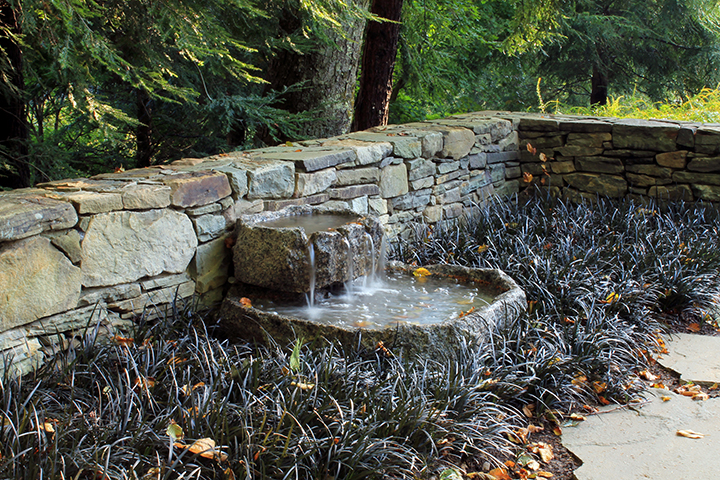 Black Mondo Grass at In Situ (by Land Morphology)