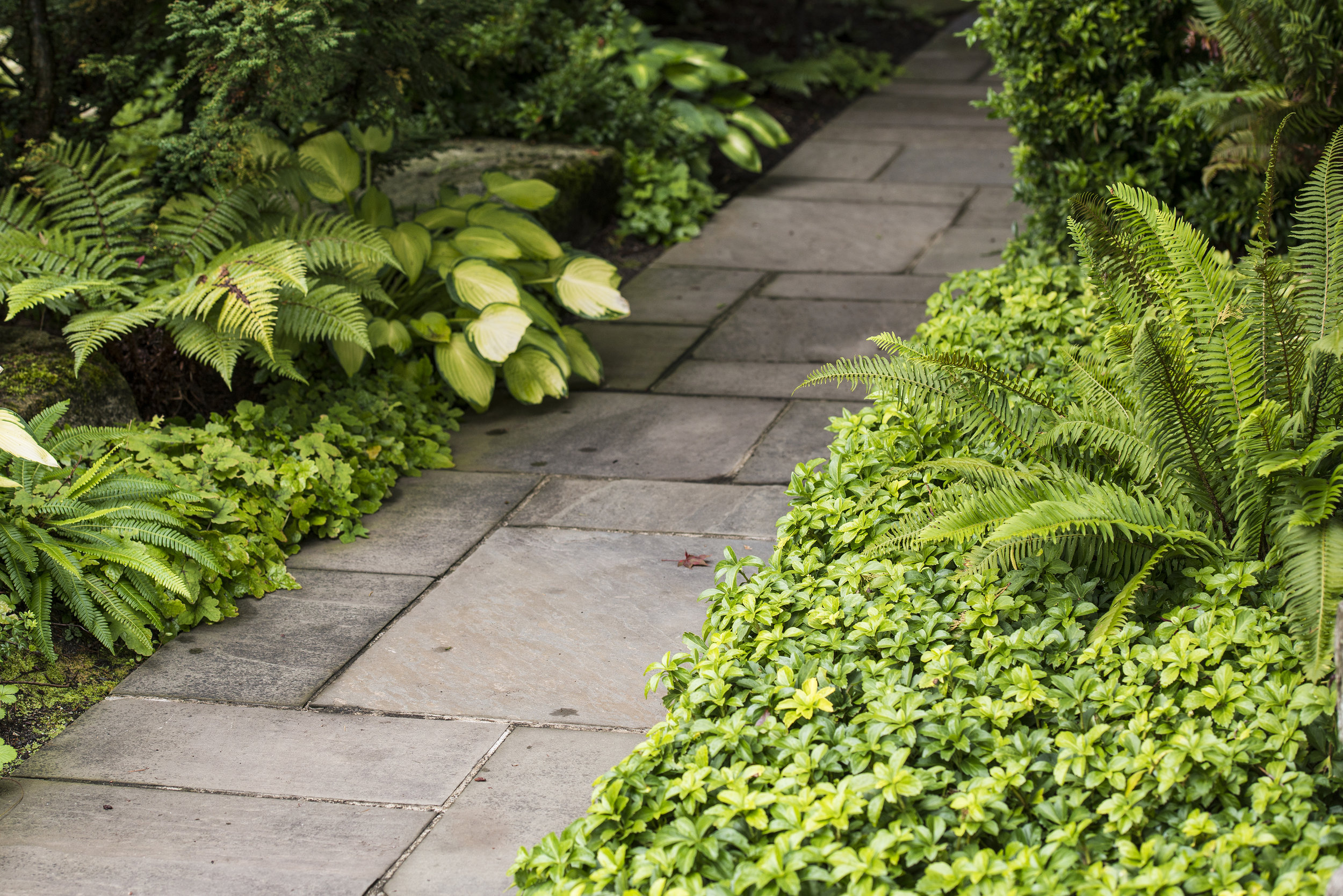  Planting along garden path with shade loving plants 