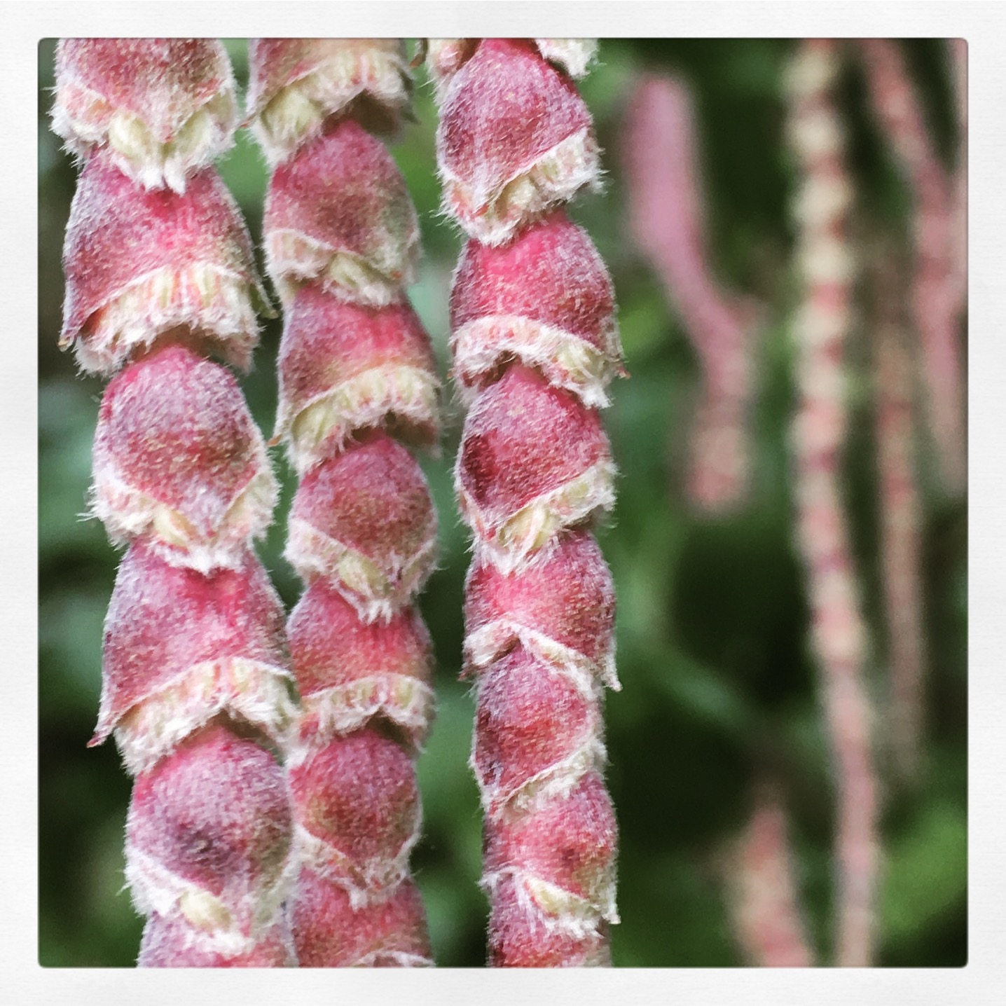 Repeating pattern of the silk tassel shrubs catkins Photo by Renee Freier