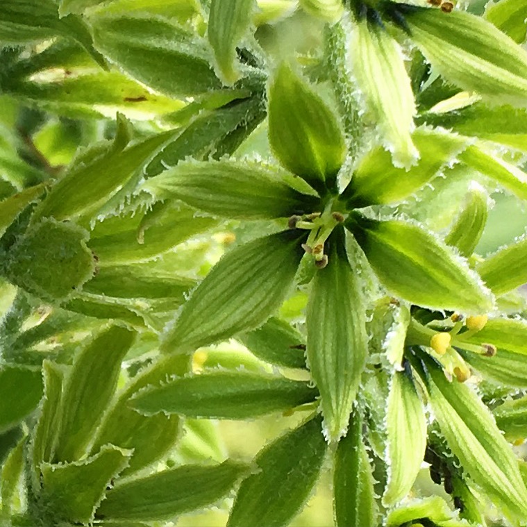 A study in green of the false hellebore Photo by Renee Freier