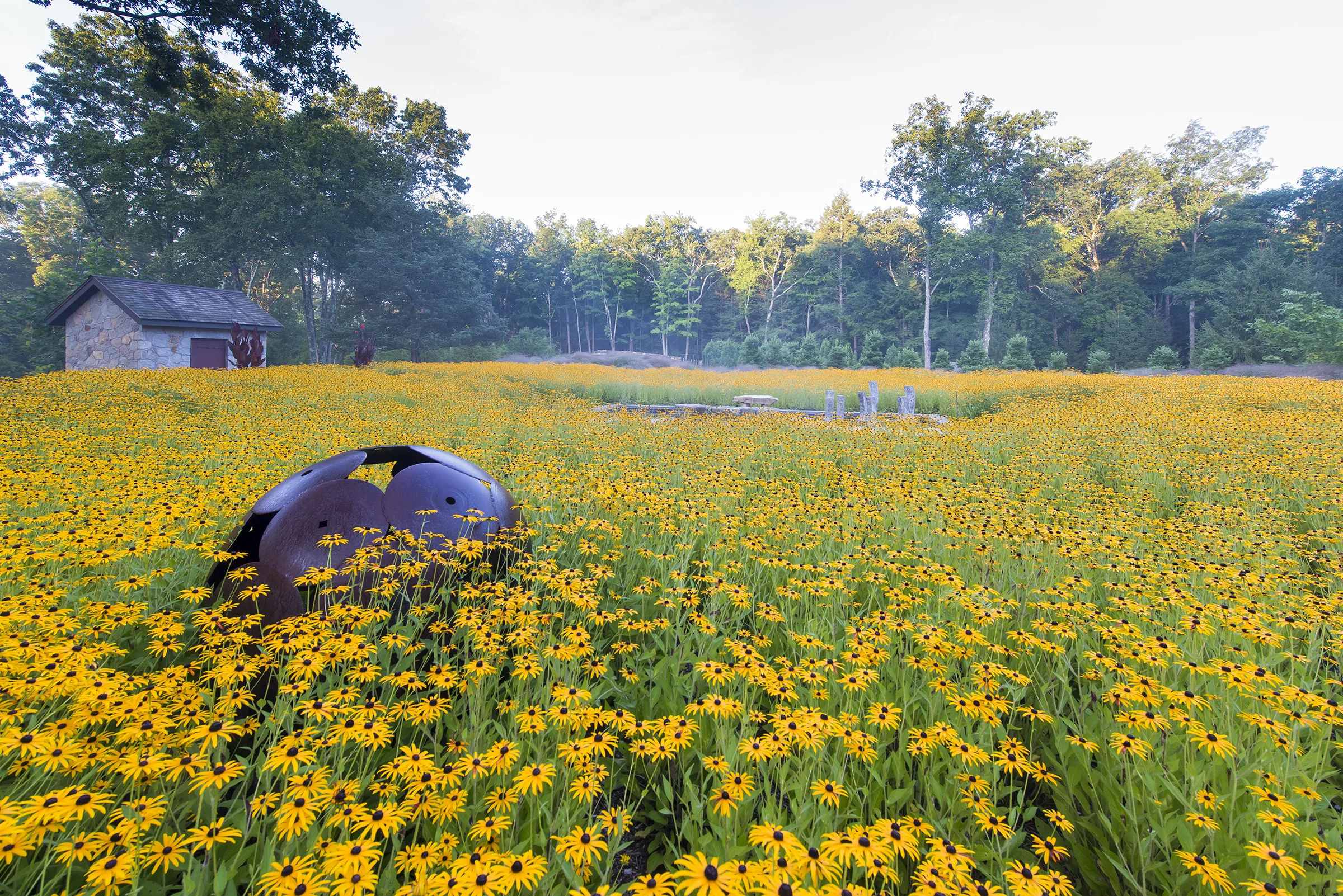  circular steel sculpture and reflective pool in rudbeckia fulgida 