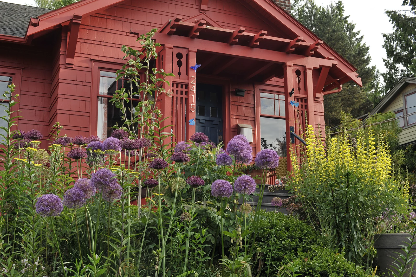 The deeper purple alliums pictured here are 'Miami'.