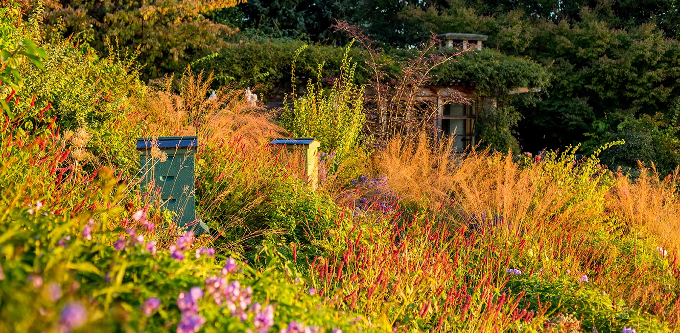 Seattle meadow plants include Phlox, Persicaria amplexicaulis ‘Firetail’ with Molinia arundinacea ‘Skyracer’