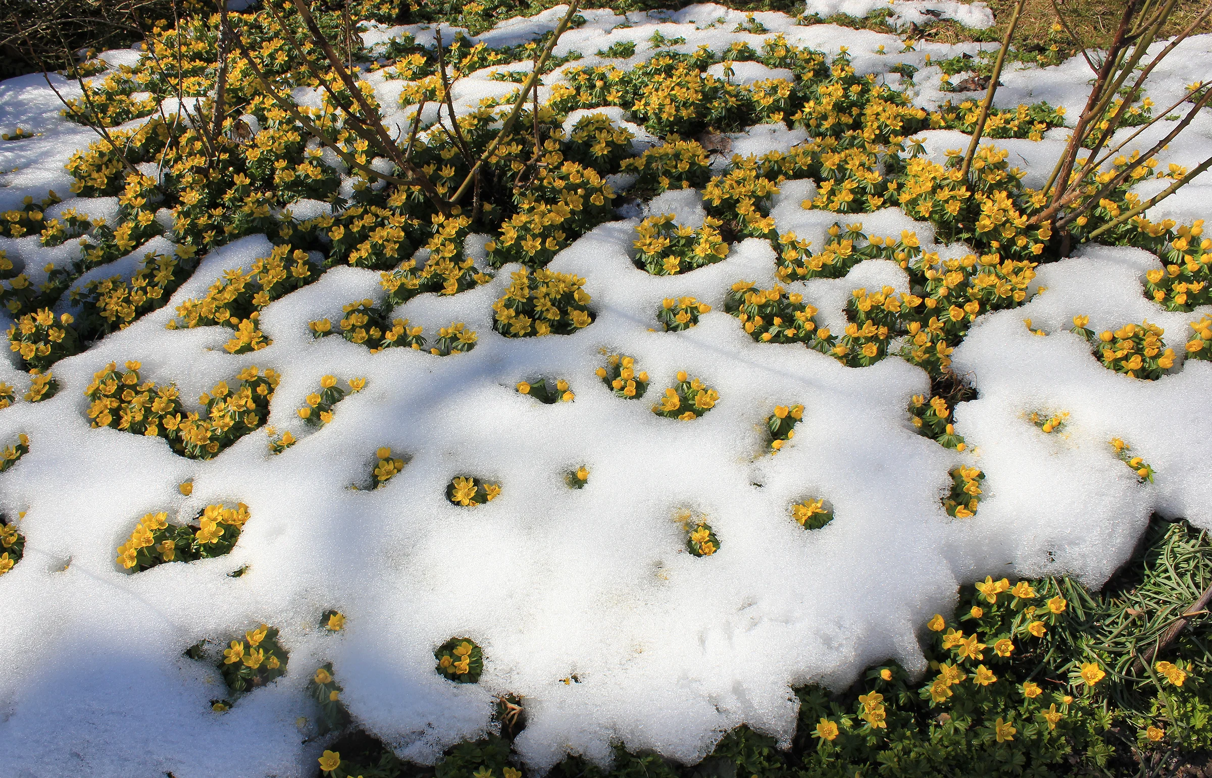 Eranthis_hyemalis_(Winter_Aconite)..IMG_6964BE.jpg
