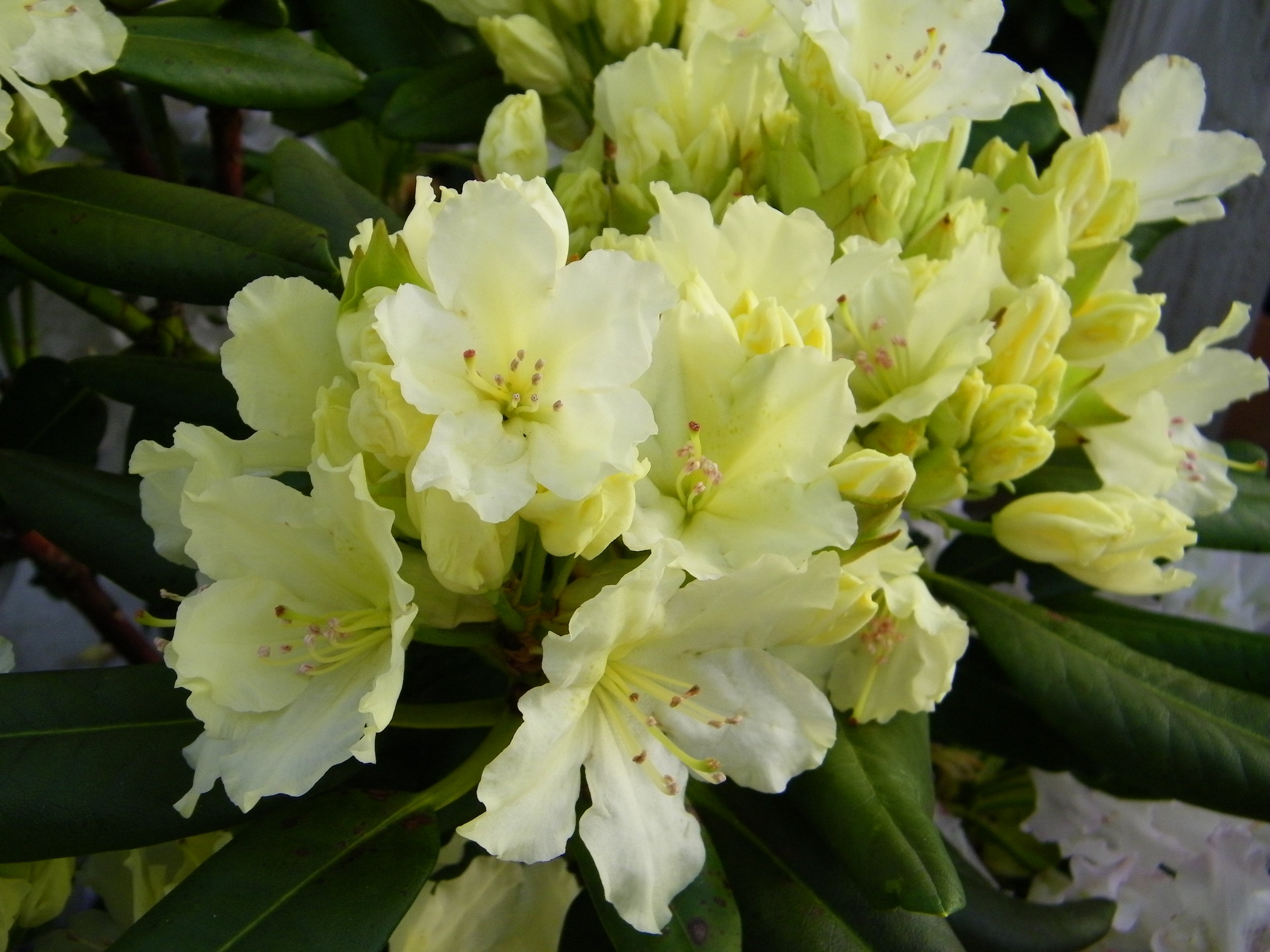 Another Perfect Plant Rhododendron Capistrano Land Morphology