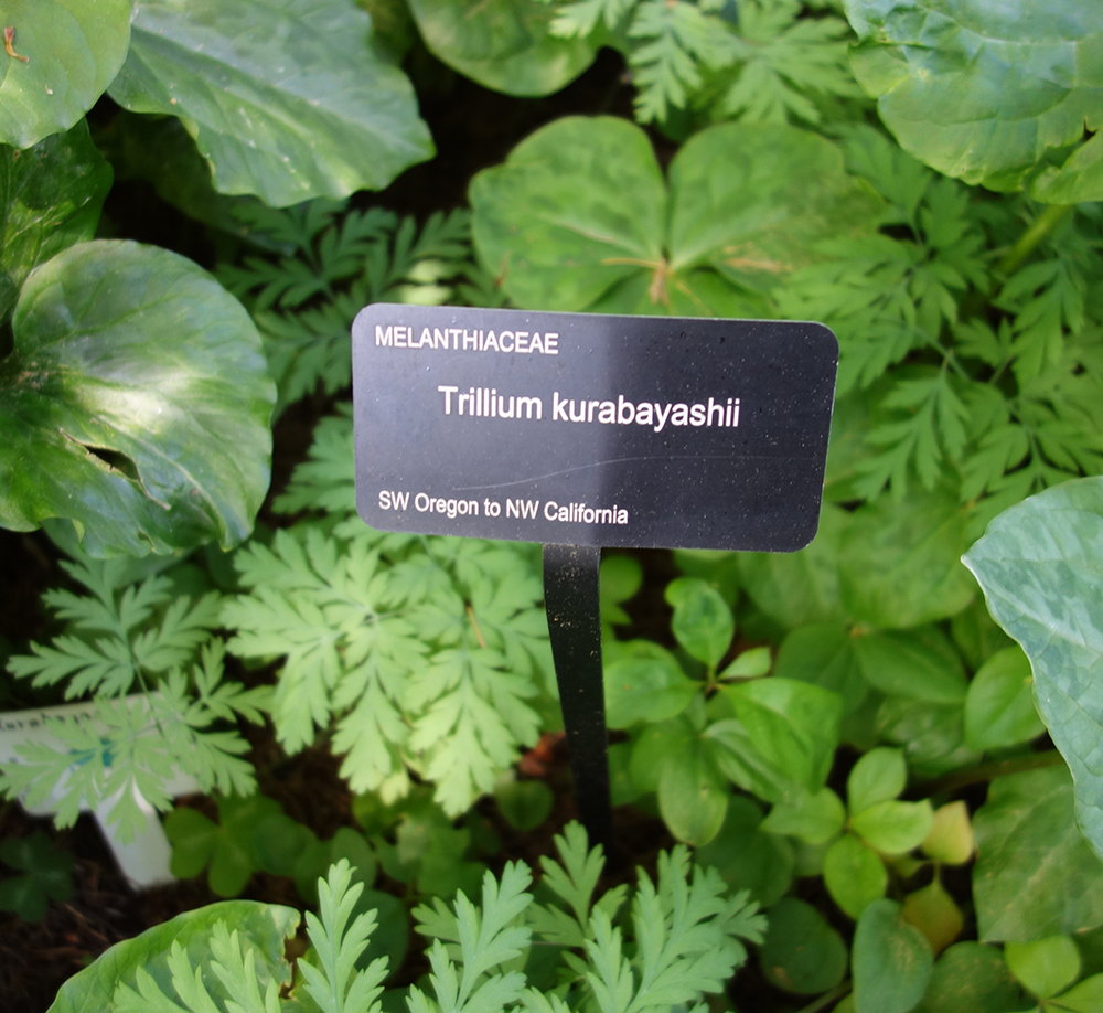 Plants_DSC06934.jpg