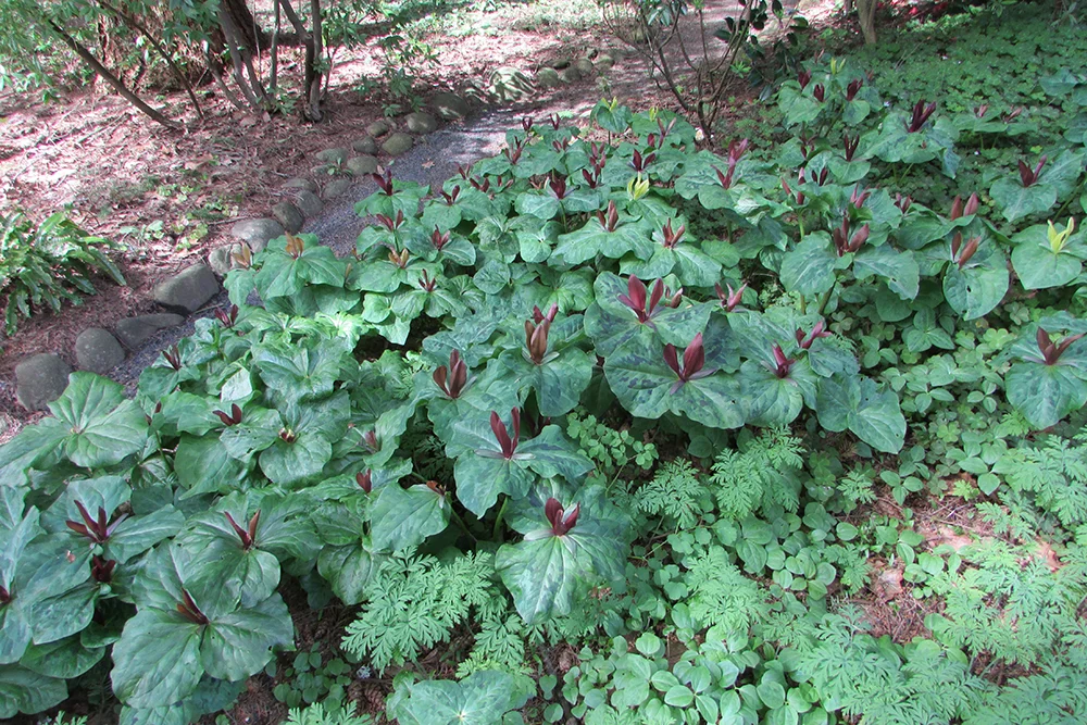 Leach Garden is growing 500 Trillium kurabayashii for the areas under and around the Tree Walk.