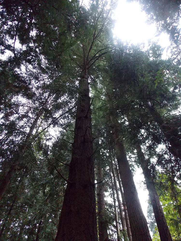 Tree_DSCN1695.jpg