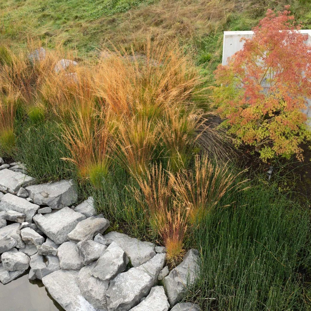 Seasonal changes are evident at our Bainbridge Island project.  This corner of the entry garden features a focal point Acer palmatum Seiryu (Seiryu Japanese Maple), bright Molinia c. Moorhexe grass, and, along the water&rsquo;s edge, Equisetum. 

Wit
