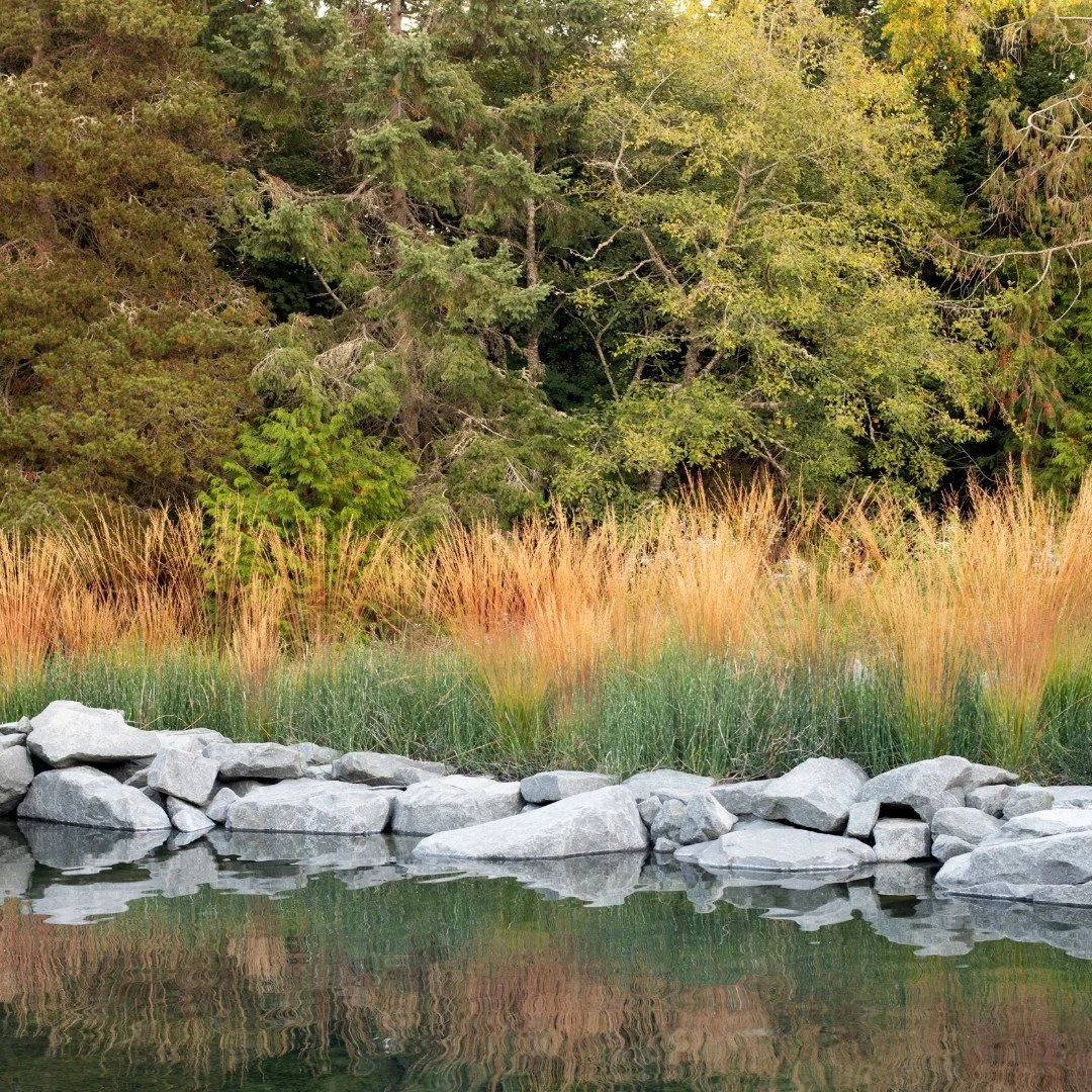 Tide Pool House.  Molinia c. Moorhexe grass, and, along the water’s edge, Equisetum. 
With @suyamapetersondeguchi, @tothconstruction, and @horticulturalelements