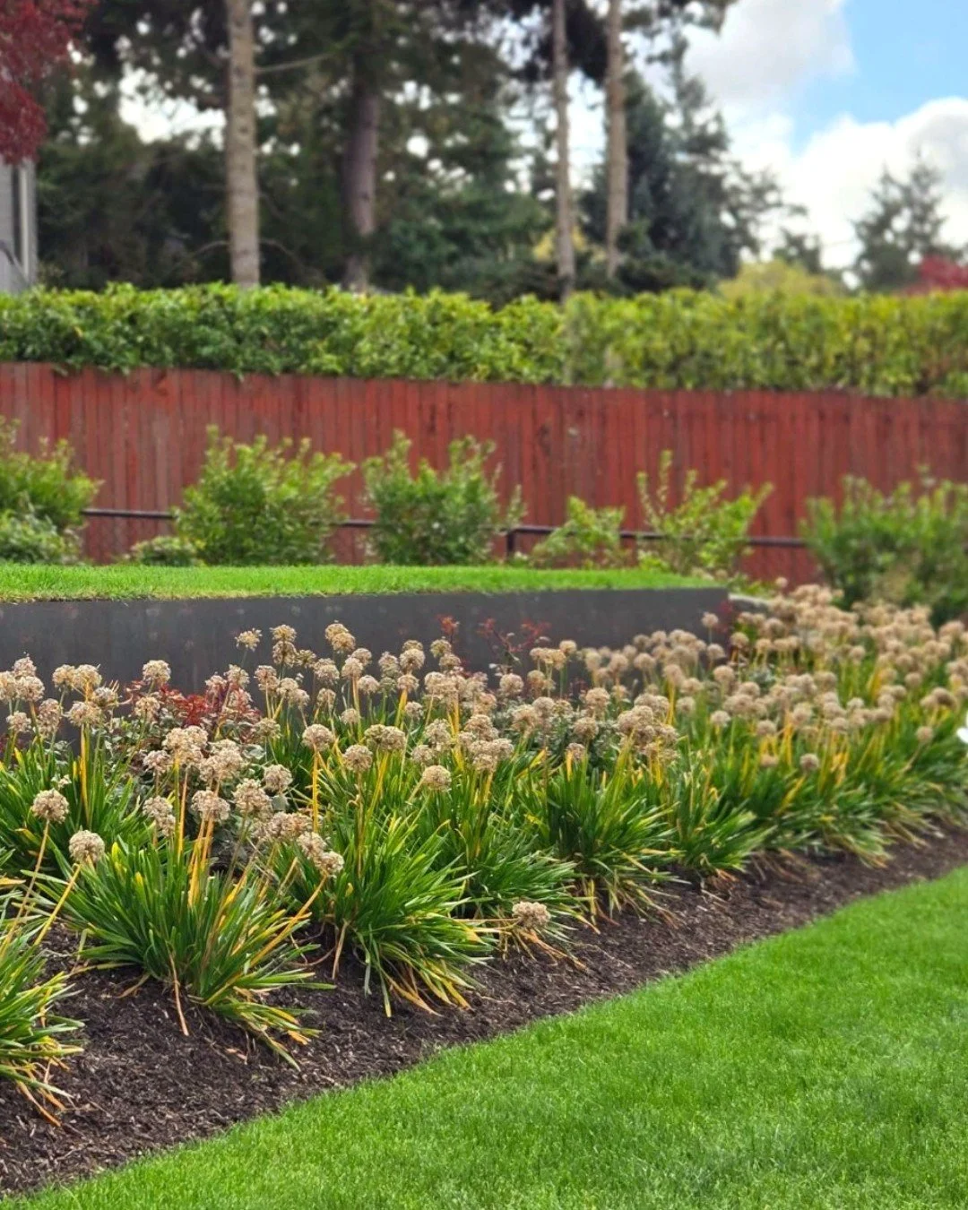 Late season view of Allium Millennium at a new Mercer Island project

#plantingdesign #landscape #garden #beautifulgarden #alliummillennium #allium