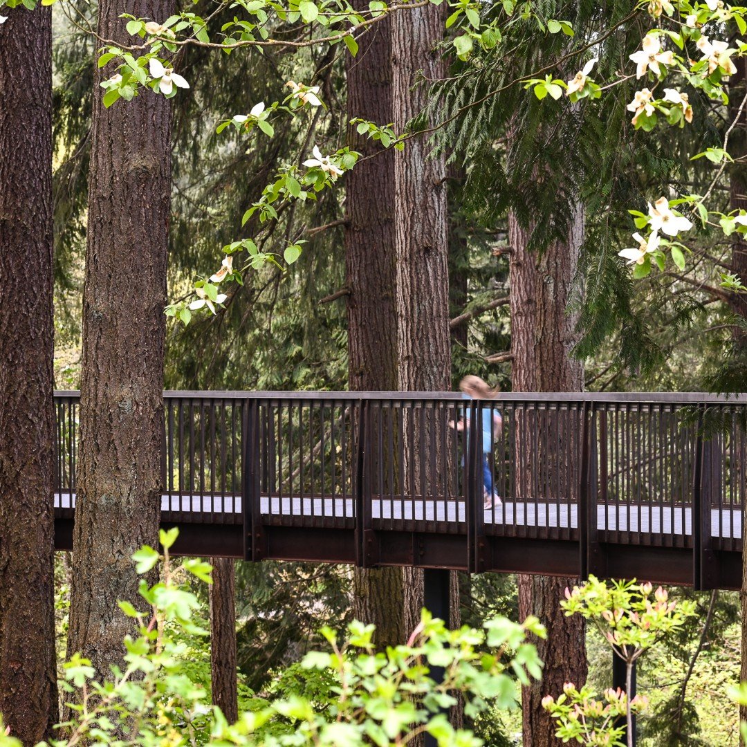 An award-winning tree walk designed to tread lightly 🌿
At Leach Botanical Garden in Portland, Oregon, this elevated, elliptical walkway celebrates the lush Pacific Northwest landscape while improving access for all visitors.

Varying widths create m