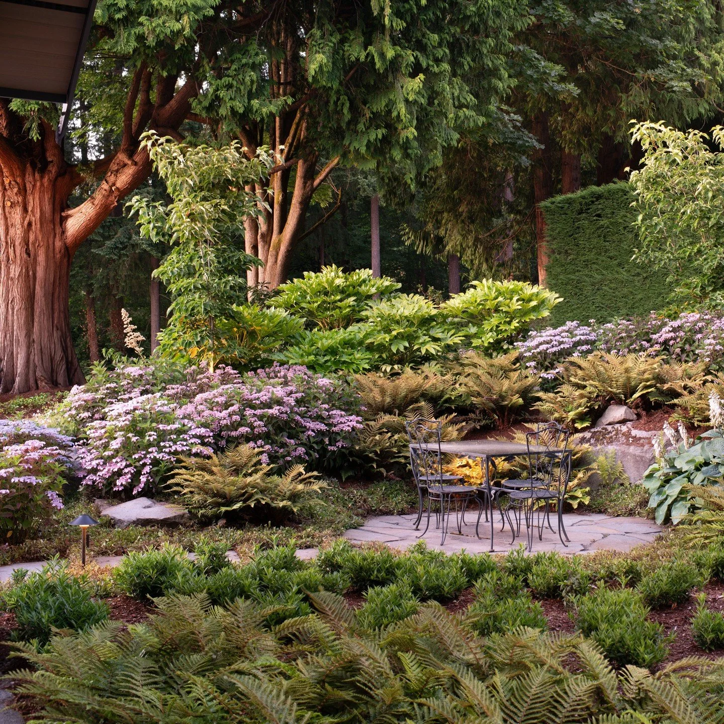 The welcoming entry at Sound View features Fatsia japonica &lsquo;Variegata&rsquo;, Japanese Tassel Ferns, and Tiny Tuff Stuff&trade; Mountain Hydrangea.

With @hoedemakerpfeiffer, @mercerbuilders, and Tamarack Landscape Builders